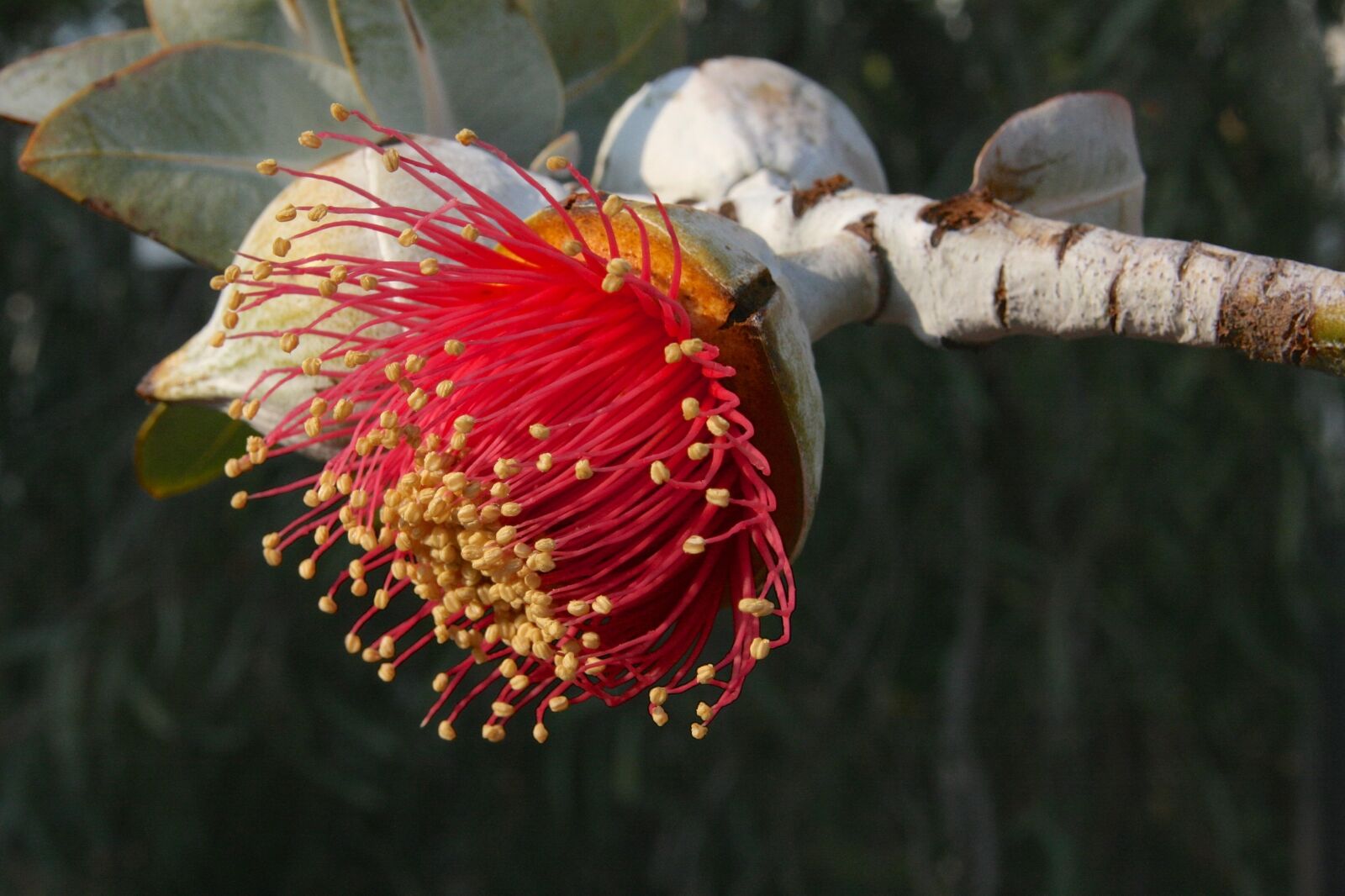 Canon EOS 400D (EOS Digital Rebel XTi / EOS Kiss Digital X) sample photo. Blossom, bloom, eucalyptus photography
