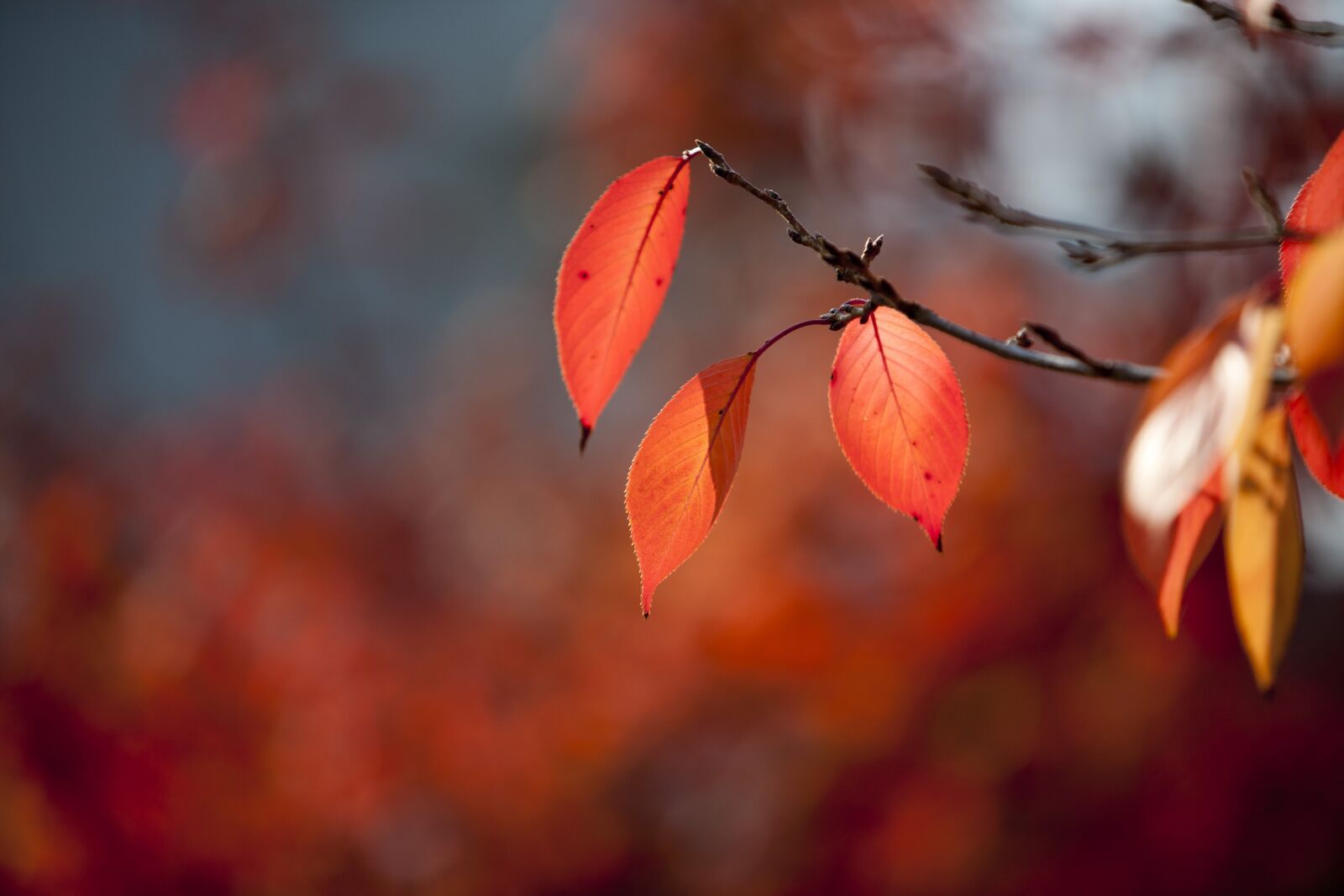 Canon EOS 5D sample photo. Autumn leaves, autumn, leaves photography