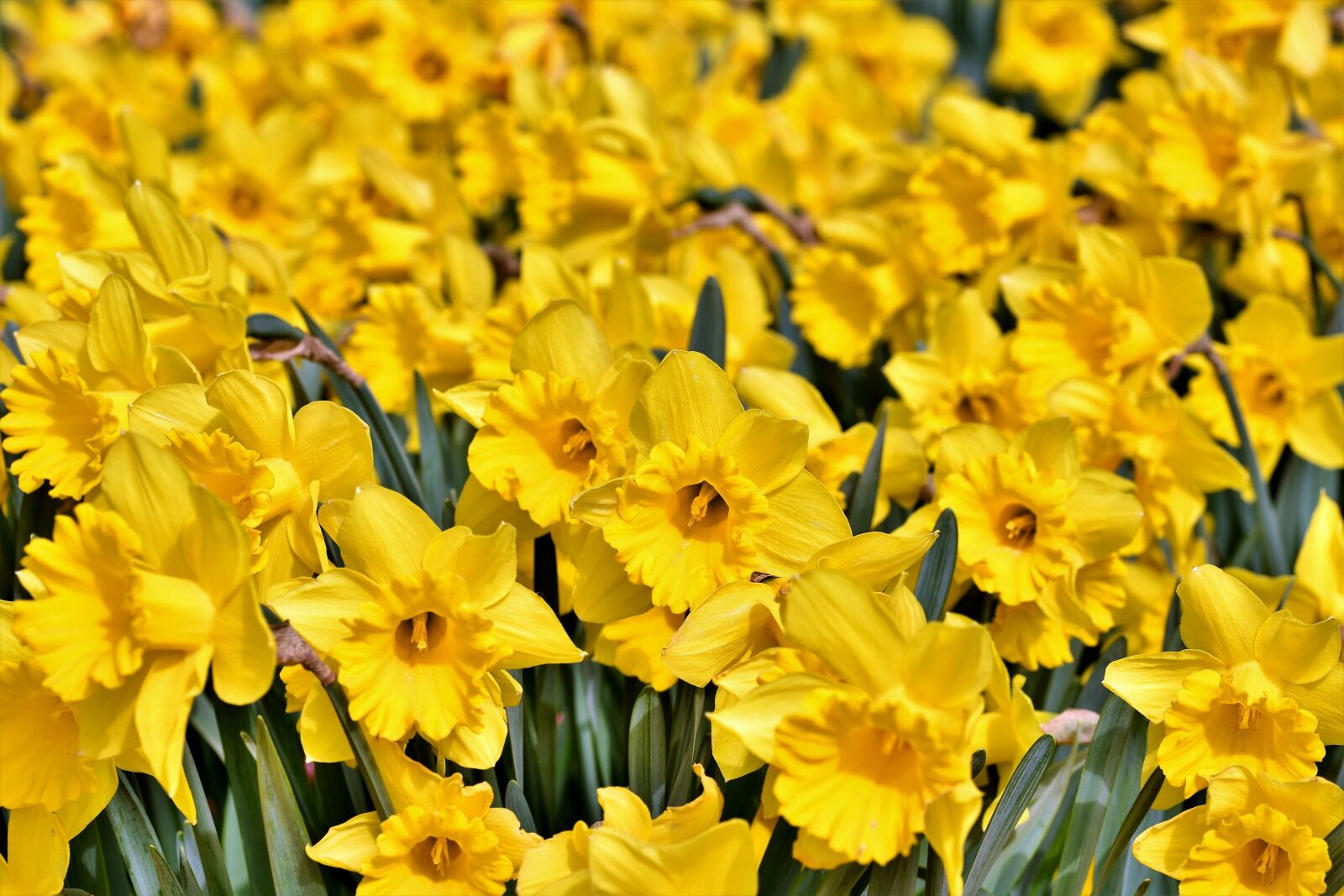 Nikon D7200 sample photo. Narcissus, blossom, bloom photography