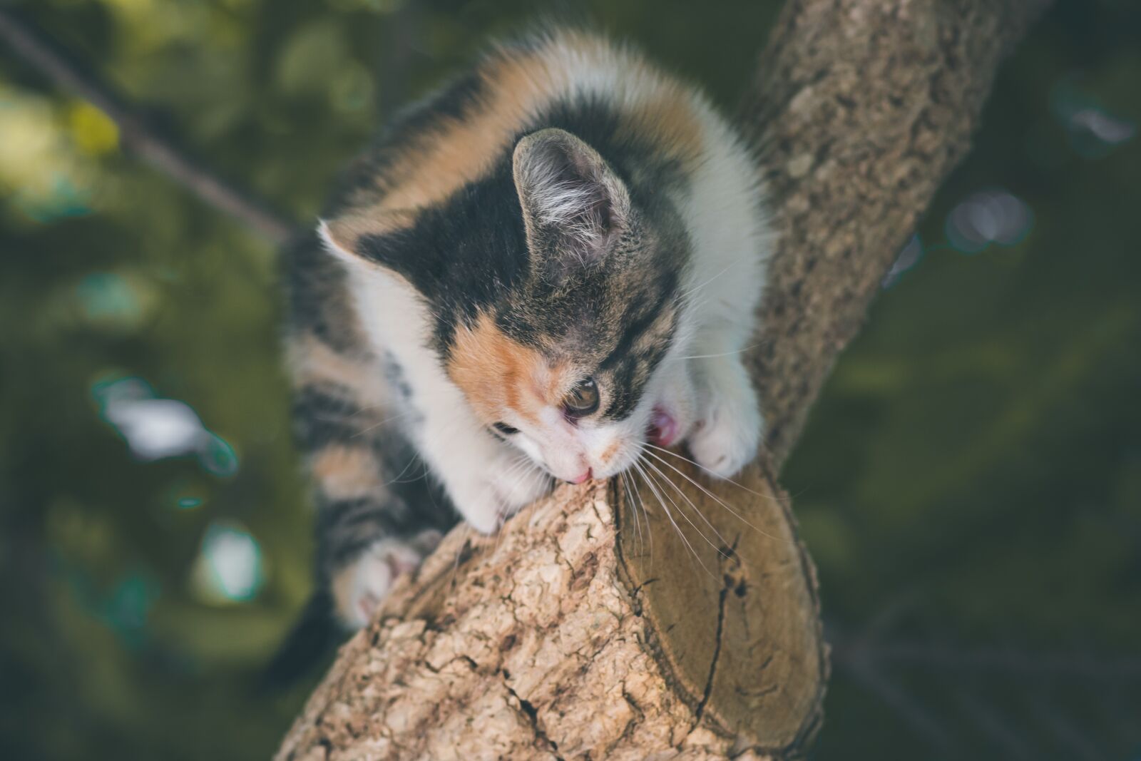 Canon EOS 1300D (EOS Rebel T6 / EOS Kiss X80) sample photo. Cat, feline, animal photography