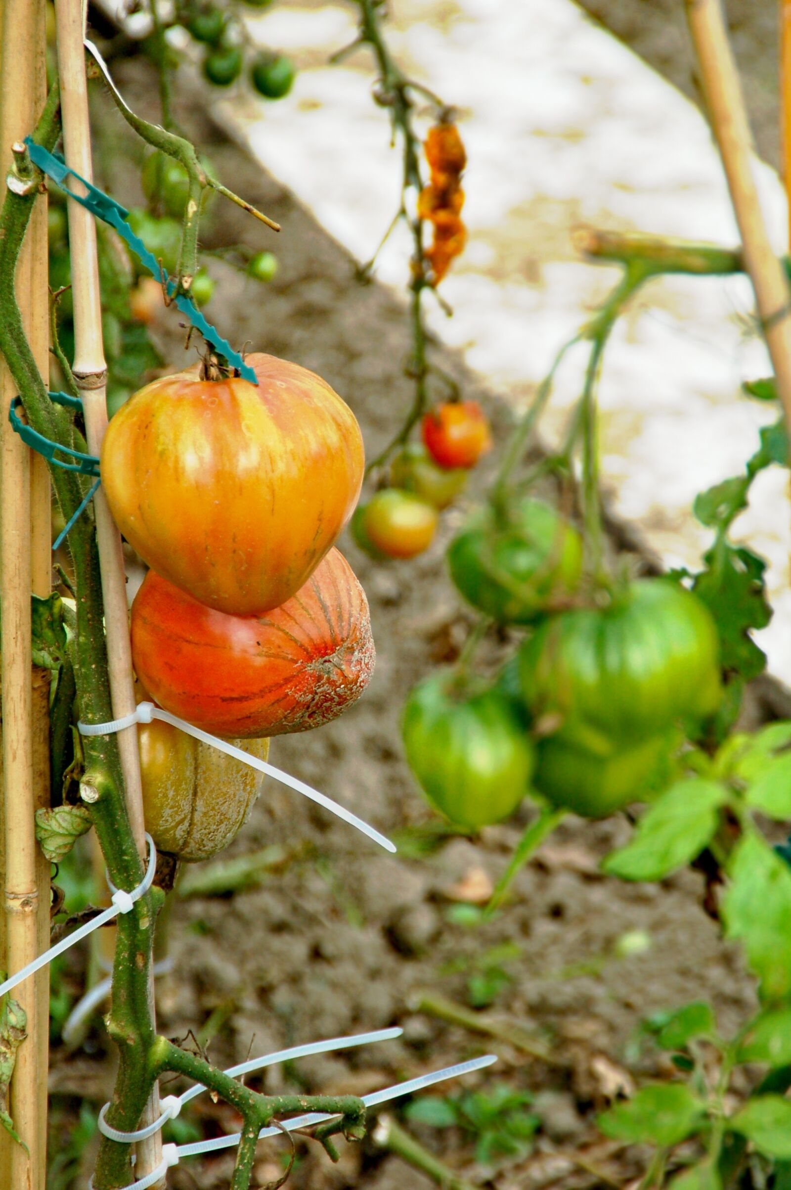 Nikon D50 sample photo. Allotment, tomatoes, development photography