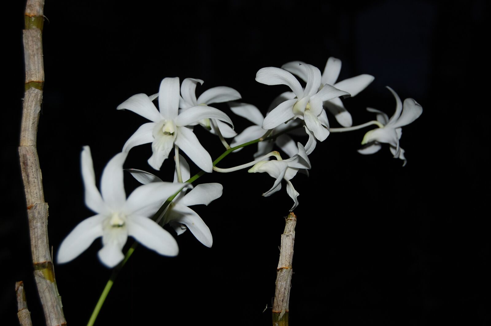 Nikon D40 sample photo. Flowers, nature, rose photography