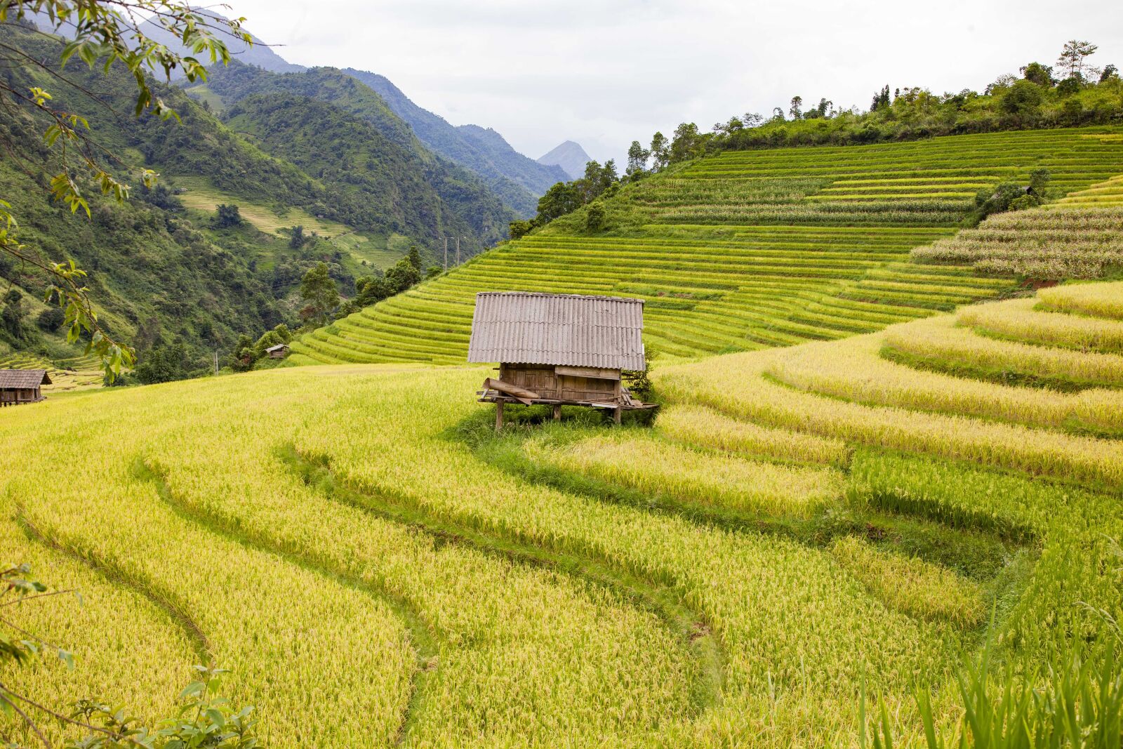 Canon EOS 5D Mark II sample photo. Rice field, mountain, landscape photography