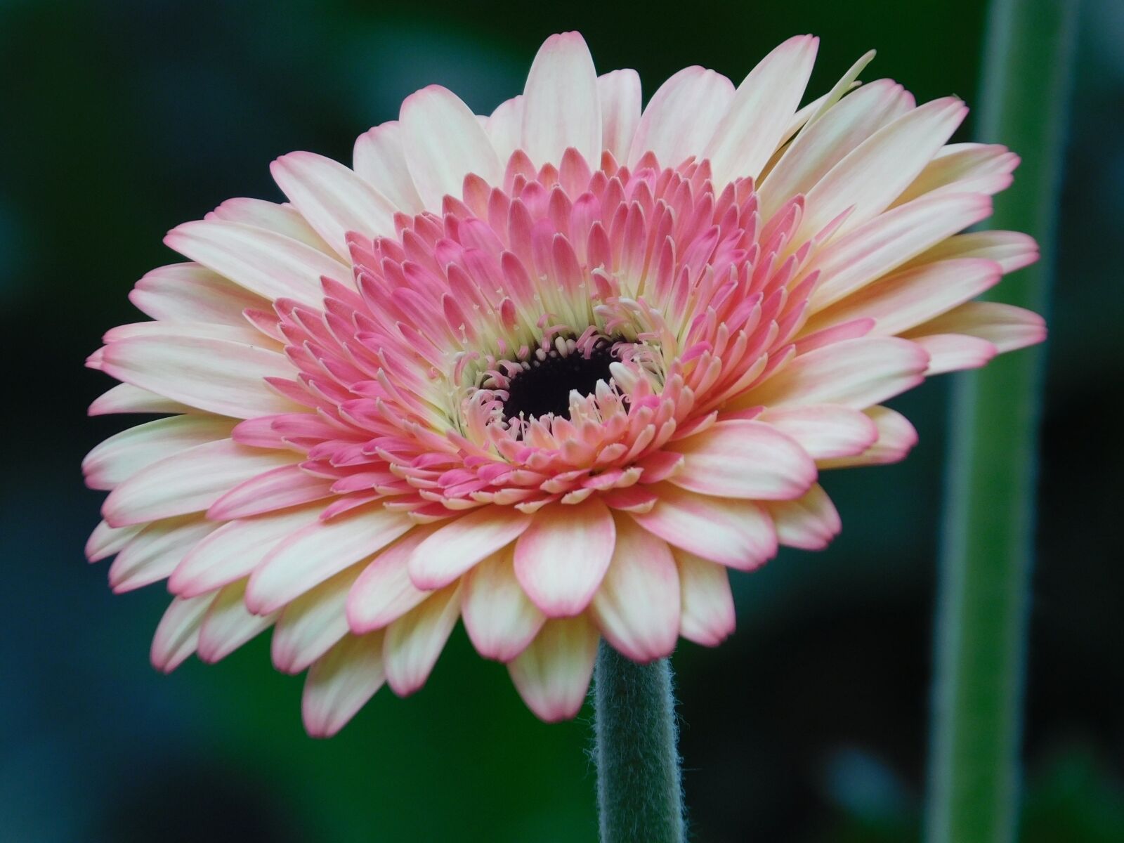 Nikon Coolpix L840 sample photo. Flower, gerbera, pink photography