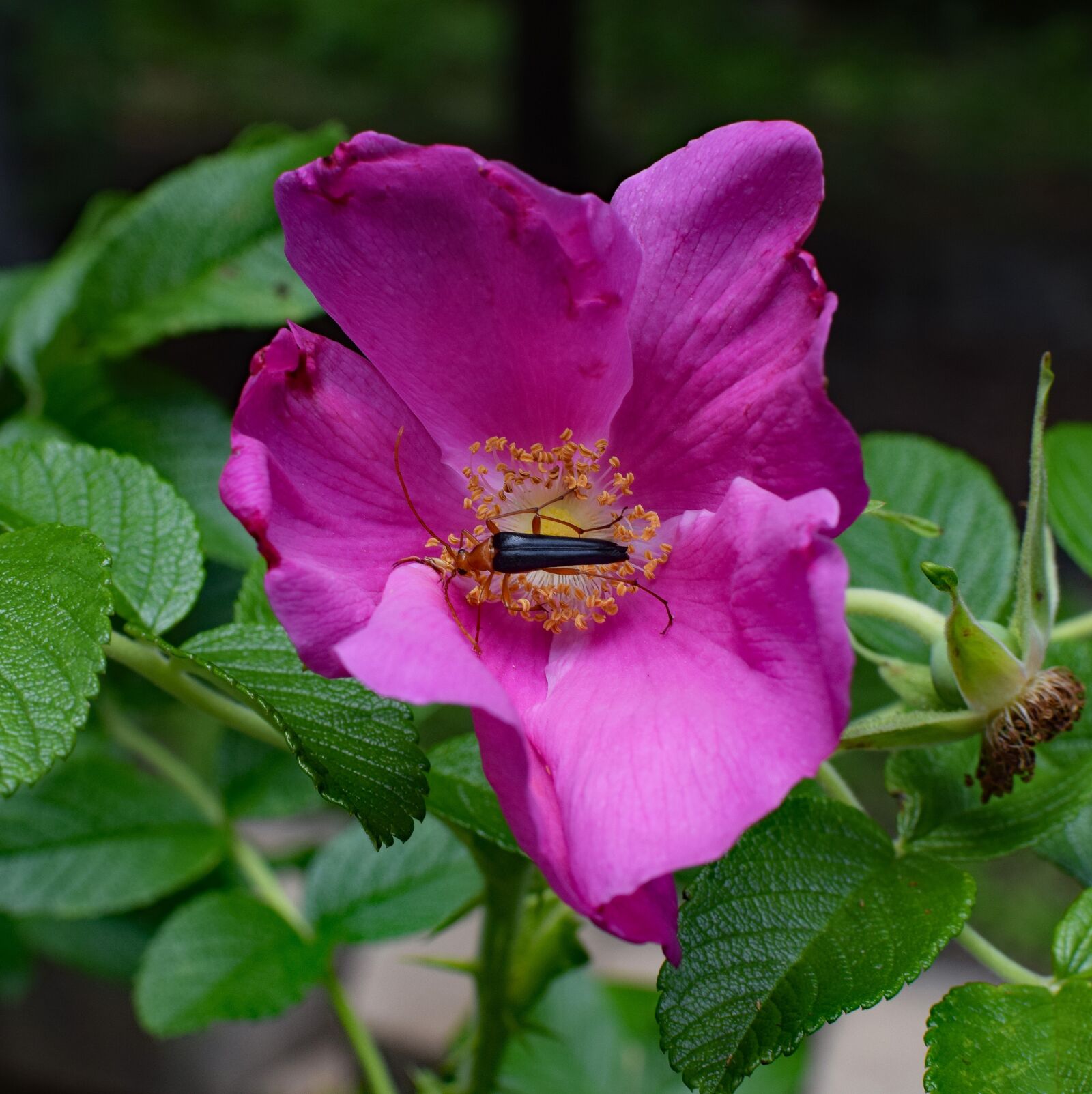 Nikon D3300 sample photo. Red fire beetle and photography