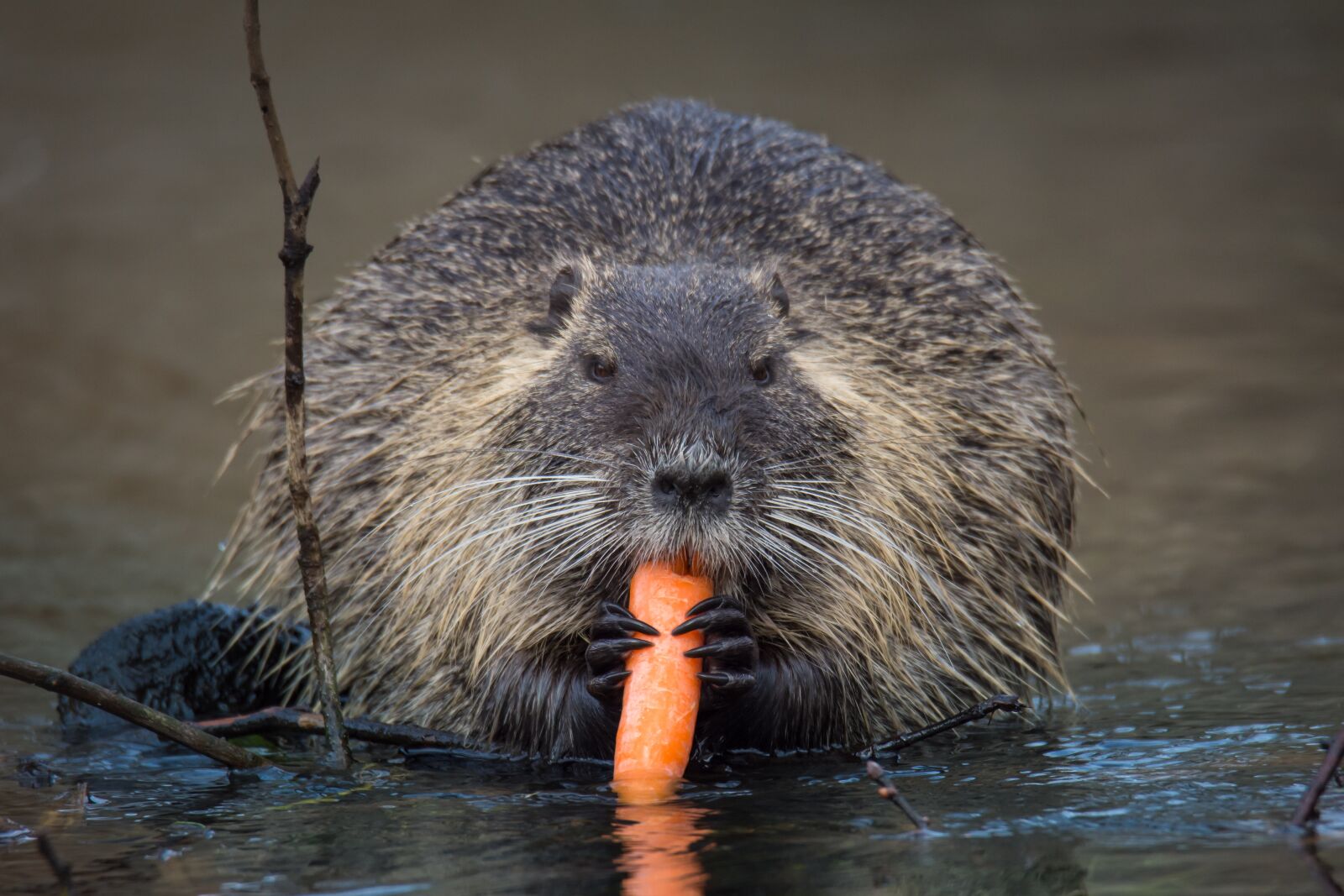 Nikon D7200 sample photo. Nutria, rodent, animal world photography