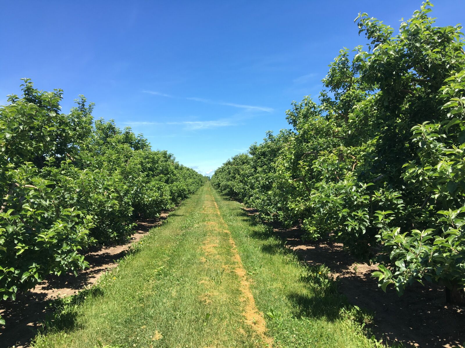 Apple iPhone 6s sample photo. Apple trees, orchard, tree photography