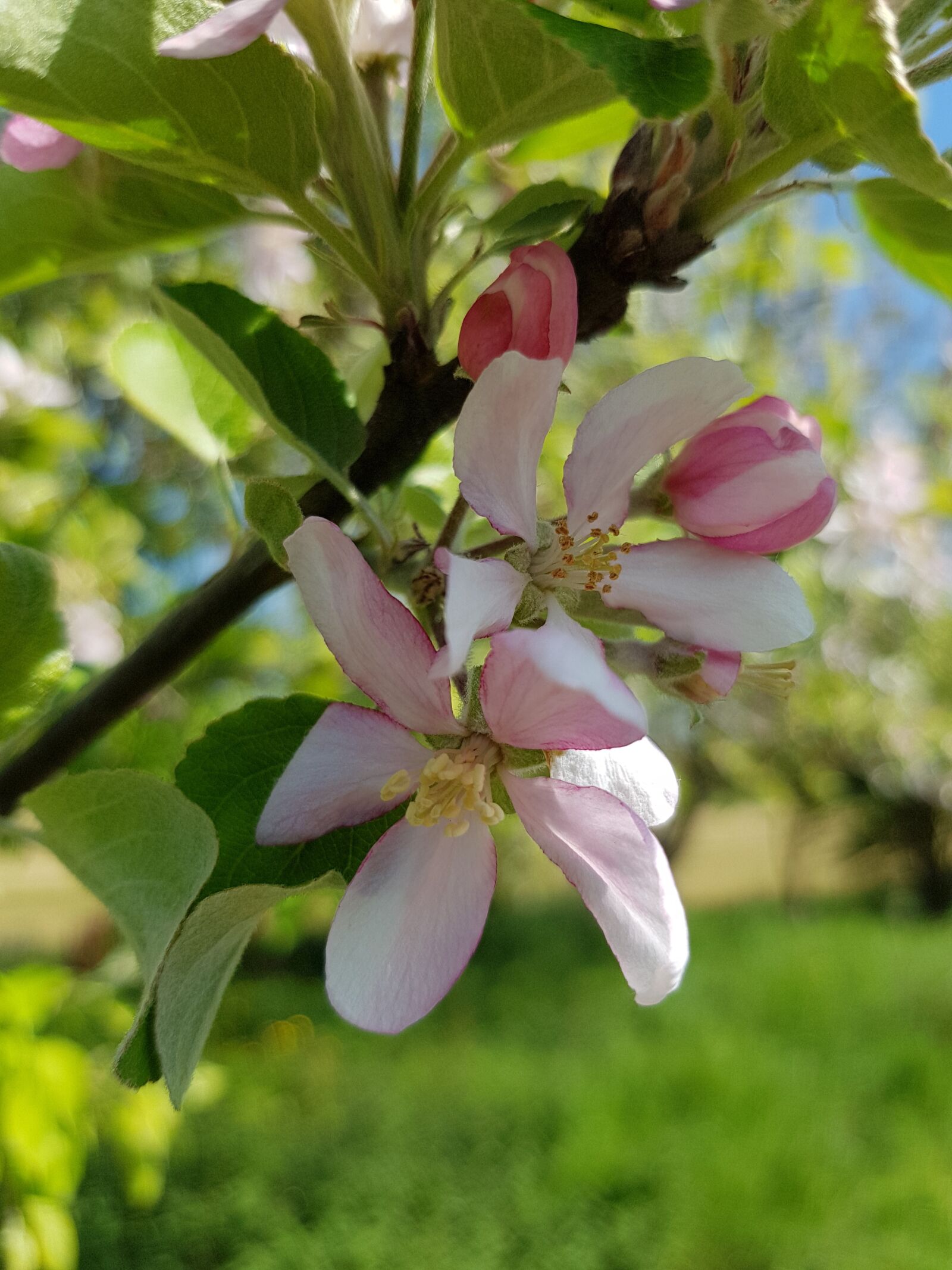 Samsung Galaxy S8 sample photo. Flower, plant, flowers photography