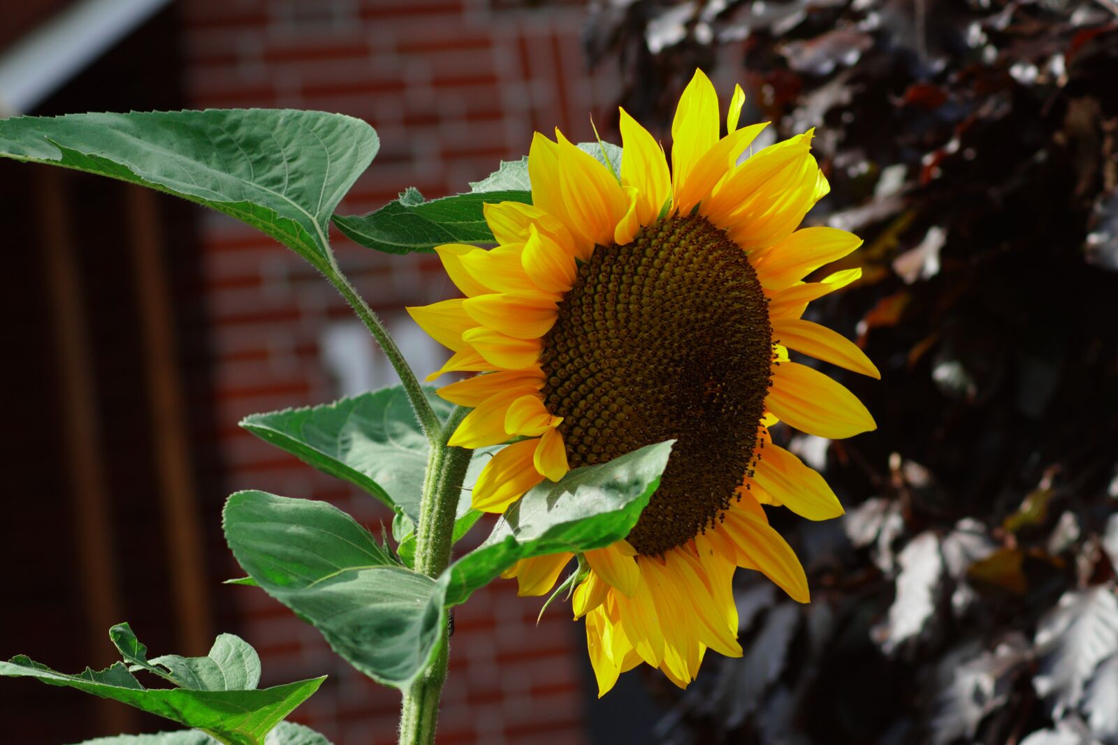 Sony SLT-A68 sample photo. Sunflower, flower, bloom photography