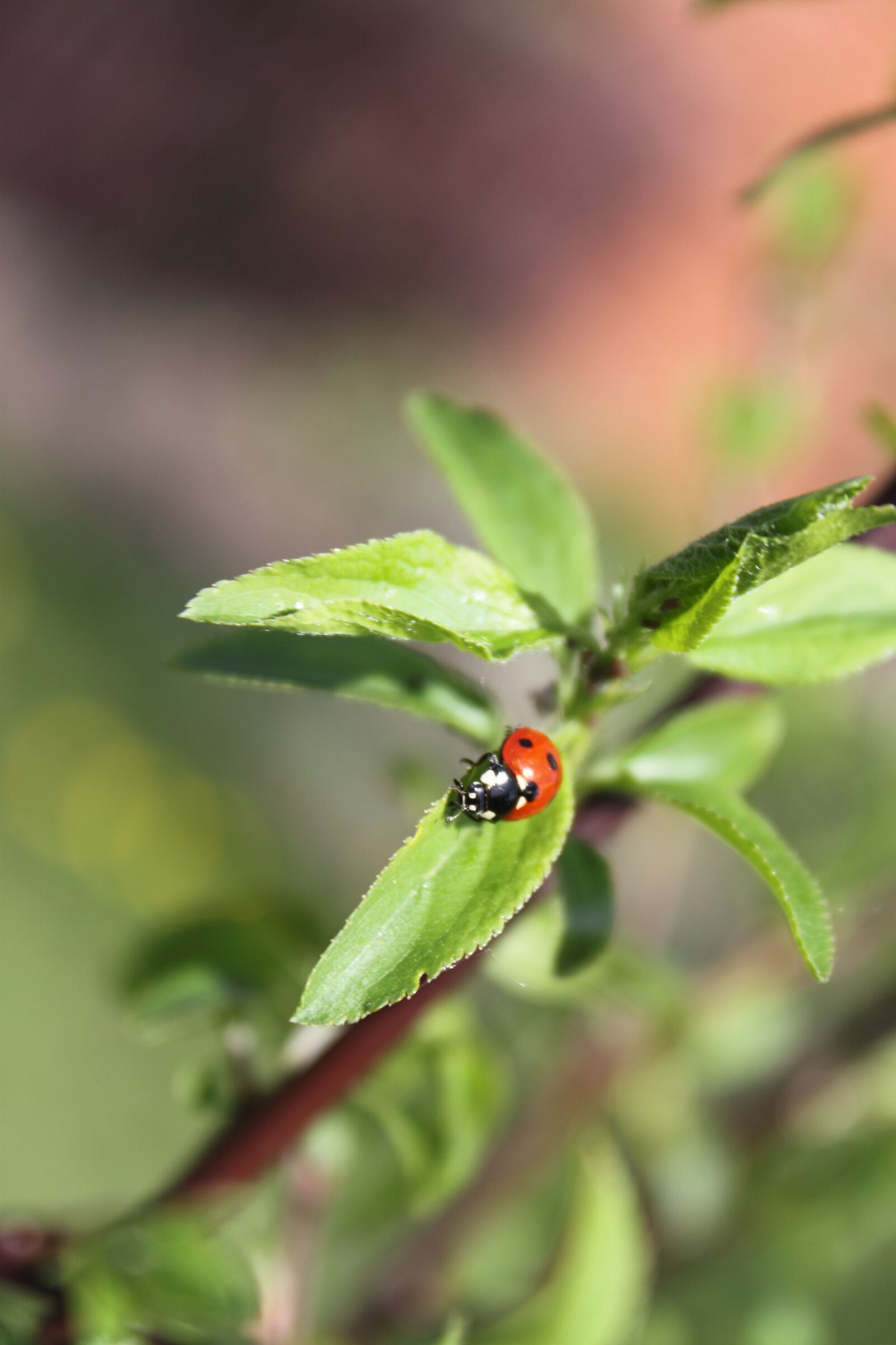 Canon EOS 500D (EOS Rebel T1i / EOS Kiss X3) sample photo. Ladybug, jabłonka, tree photography