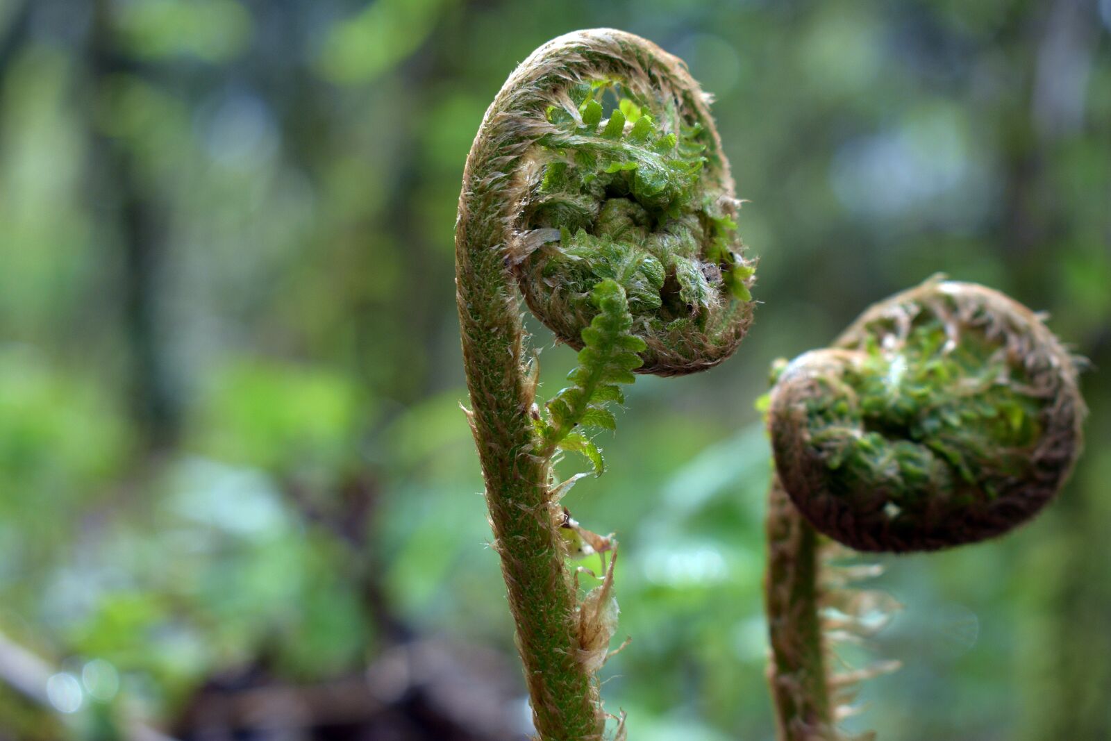 Nikon D3400 sample photo. Fern, polypody, nature photography