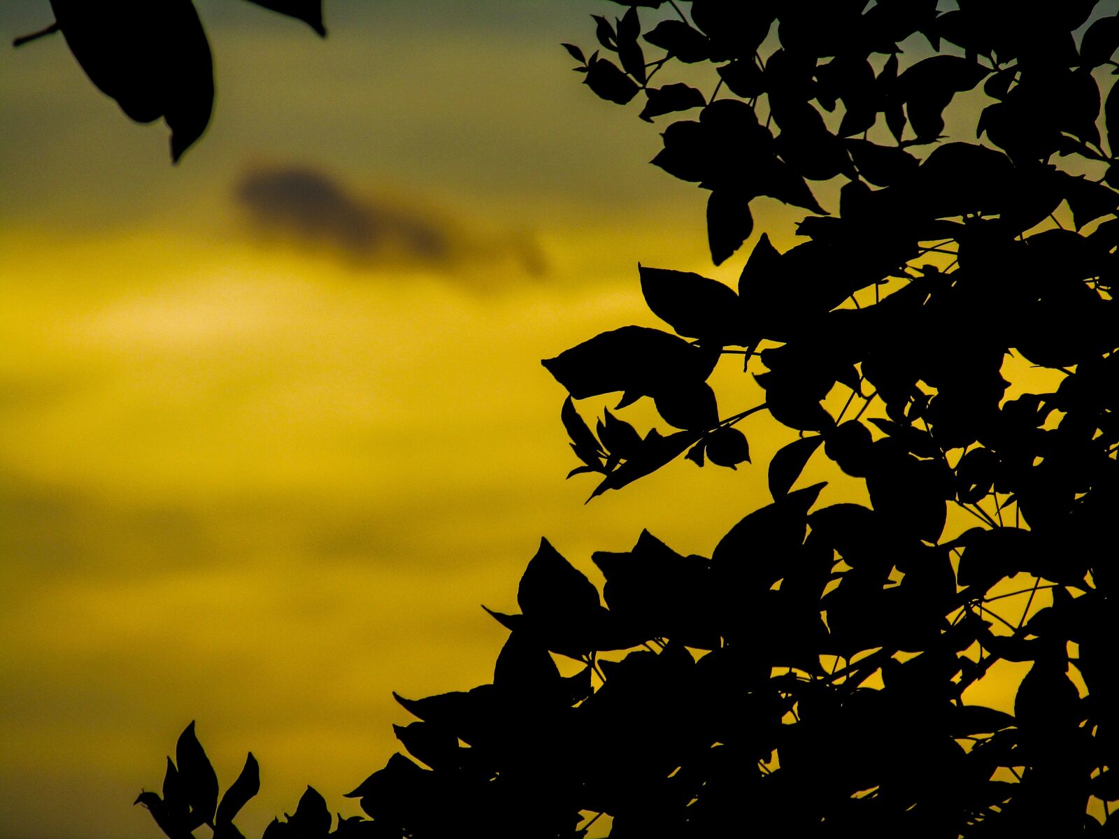 Canon POWERSHOT SX430 IS sample photo. Evening, sun light, nature photography