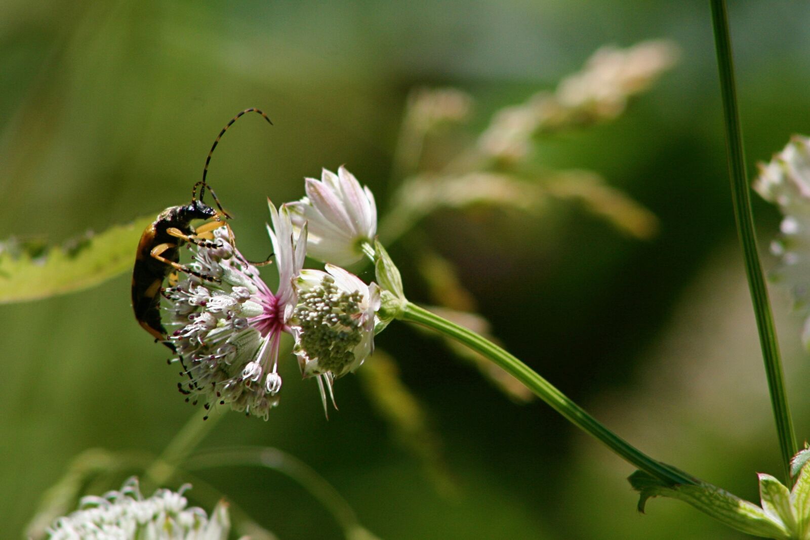 Canon EOS 400D (EOS Digital Rebel XTi / EOS Kiss Digital X) sample photo. Insect, beetle, blossom photography