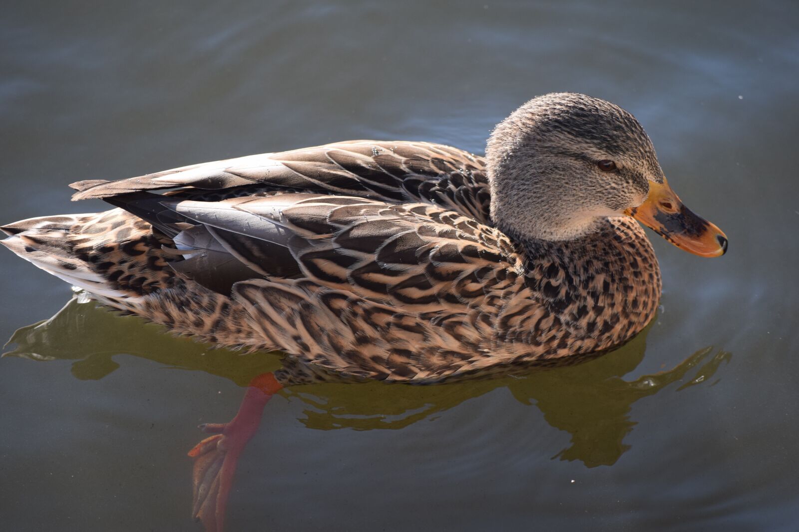 Nikon D3300 sample photo. Duck, mallard, bird photography