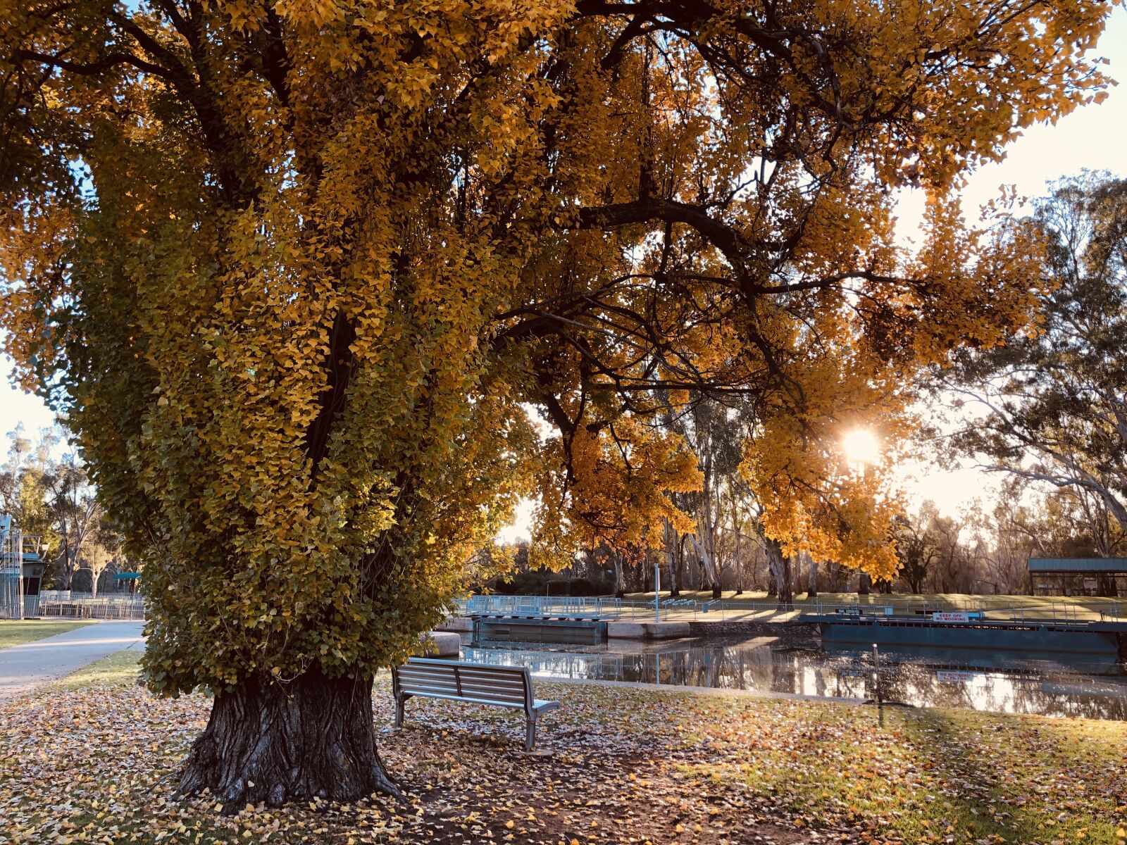 iPhone 8 Plus back dual camera 3.99mm f/1.8 sample photo. Morning, autumn, trees photography