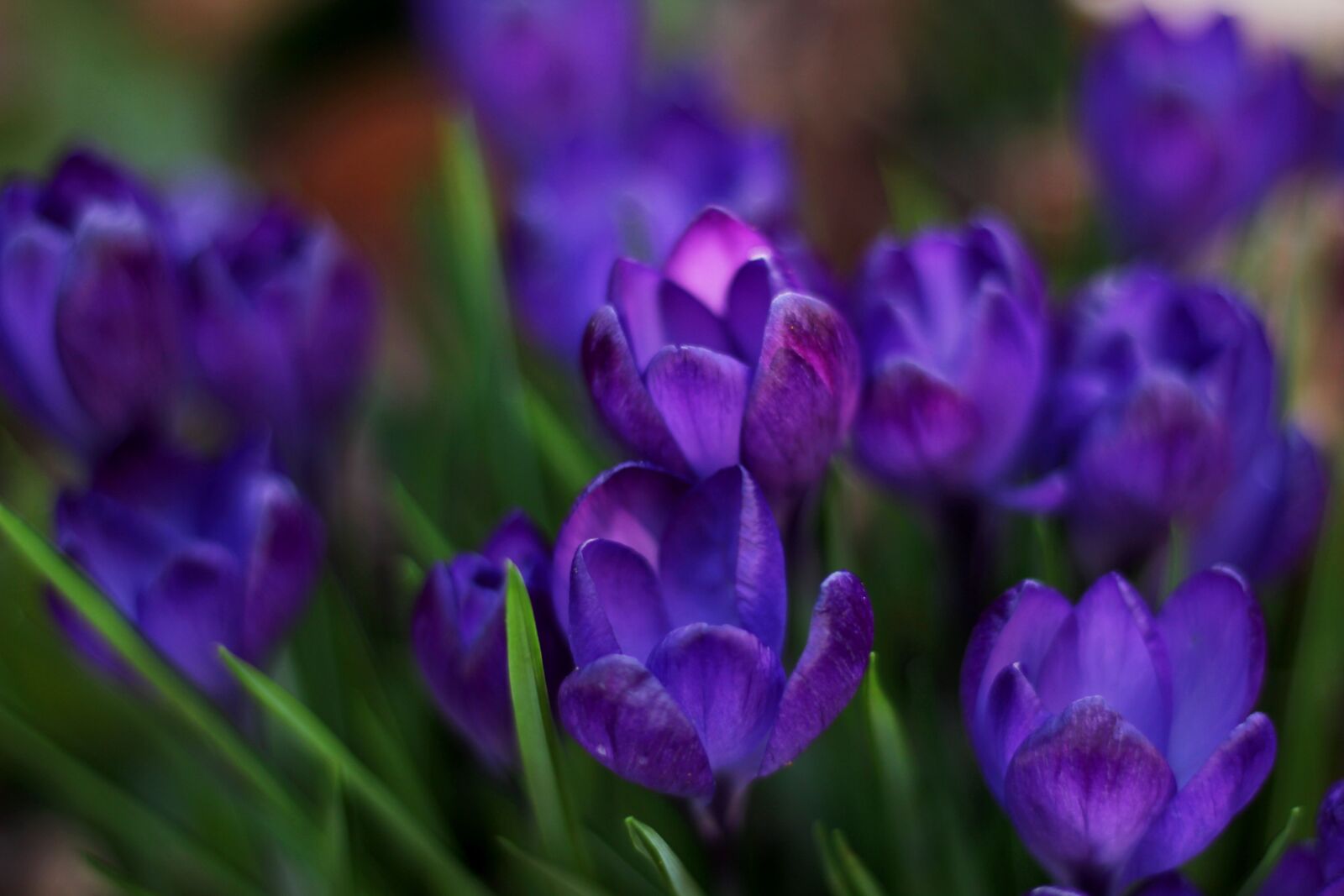 Canon EF 50mm F1.8 STM sample photo. Crocus, spring, blue photography