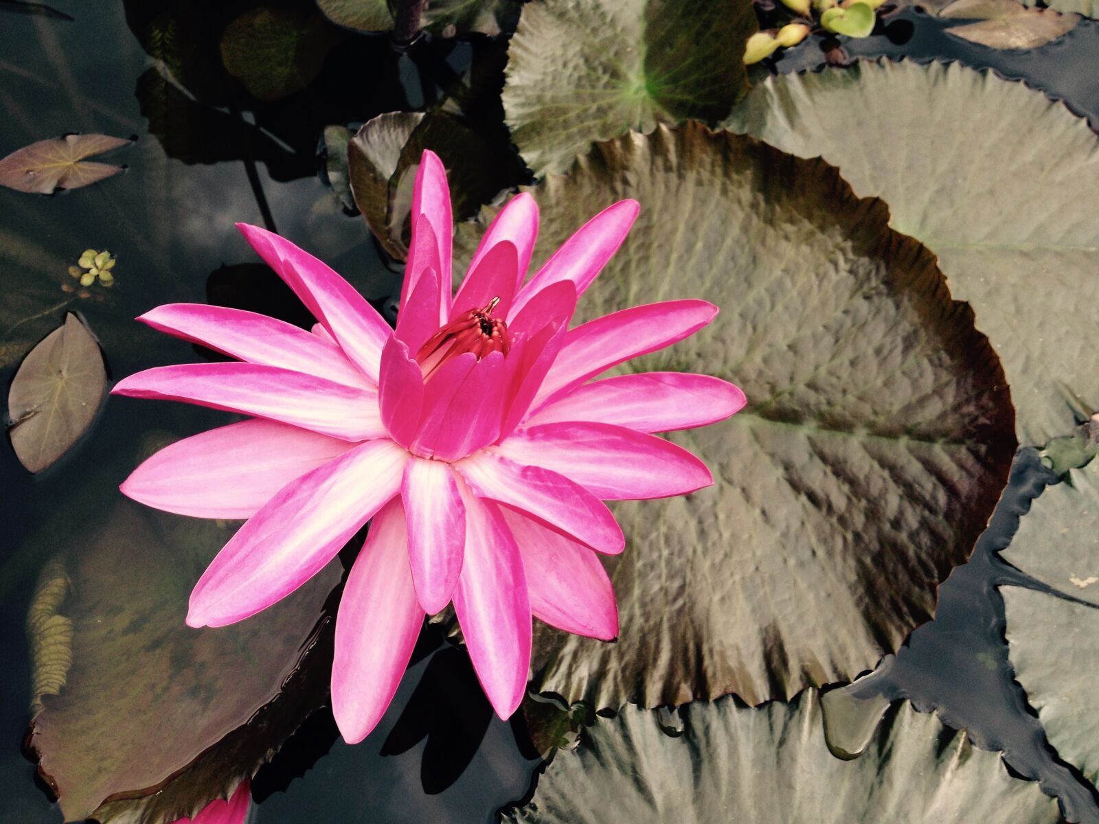 iPhone 4S back camera 4.28mm f/2.4 sample photo. Water flower, water rose photography