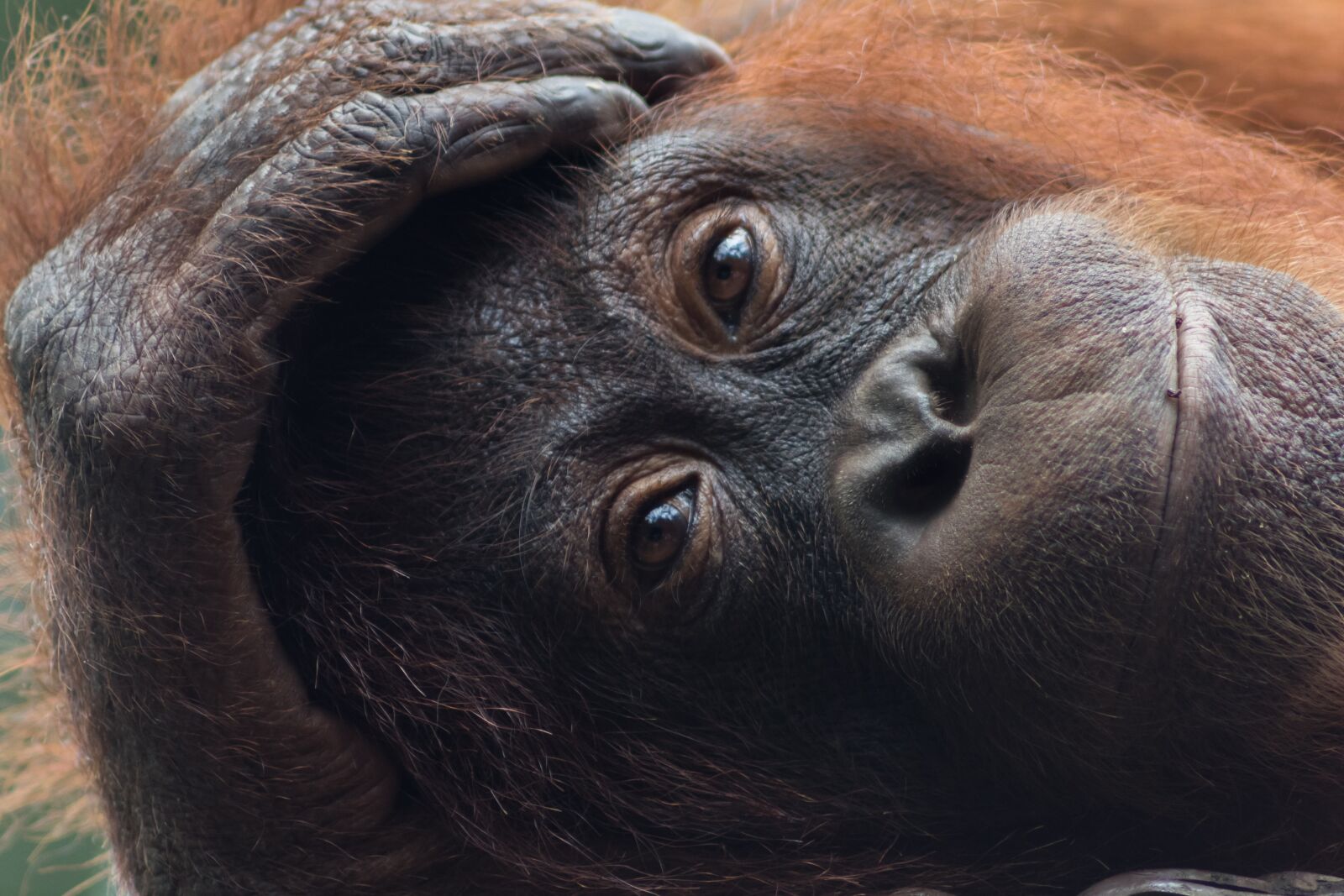 Canon EOS 7D Mark II sample photo. Orangutan, primate, animal photography
