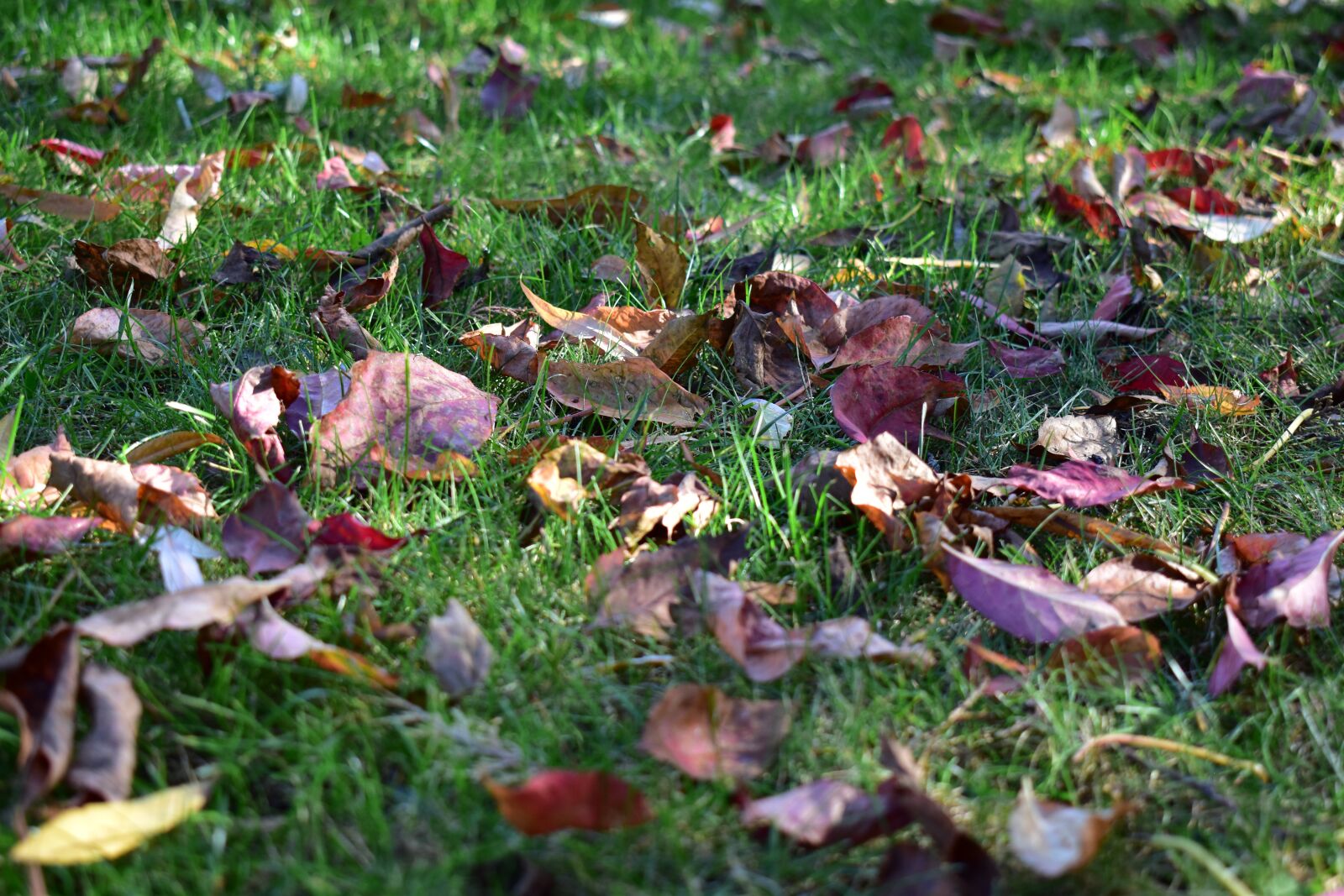 Nikon D5600 sample photo. Grass, green, garden photography