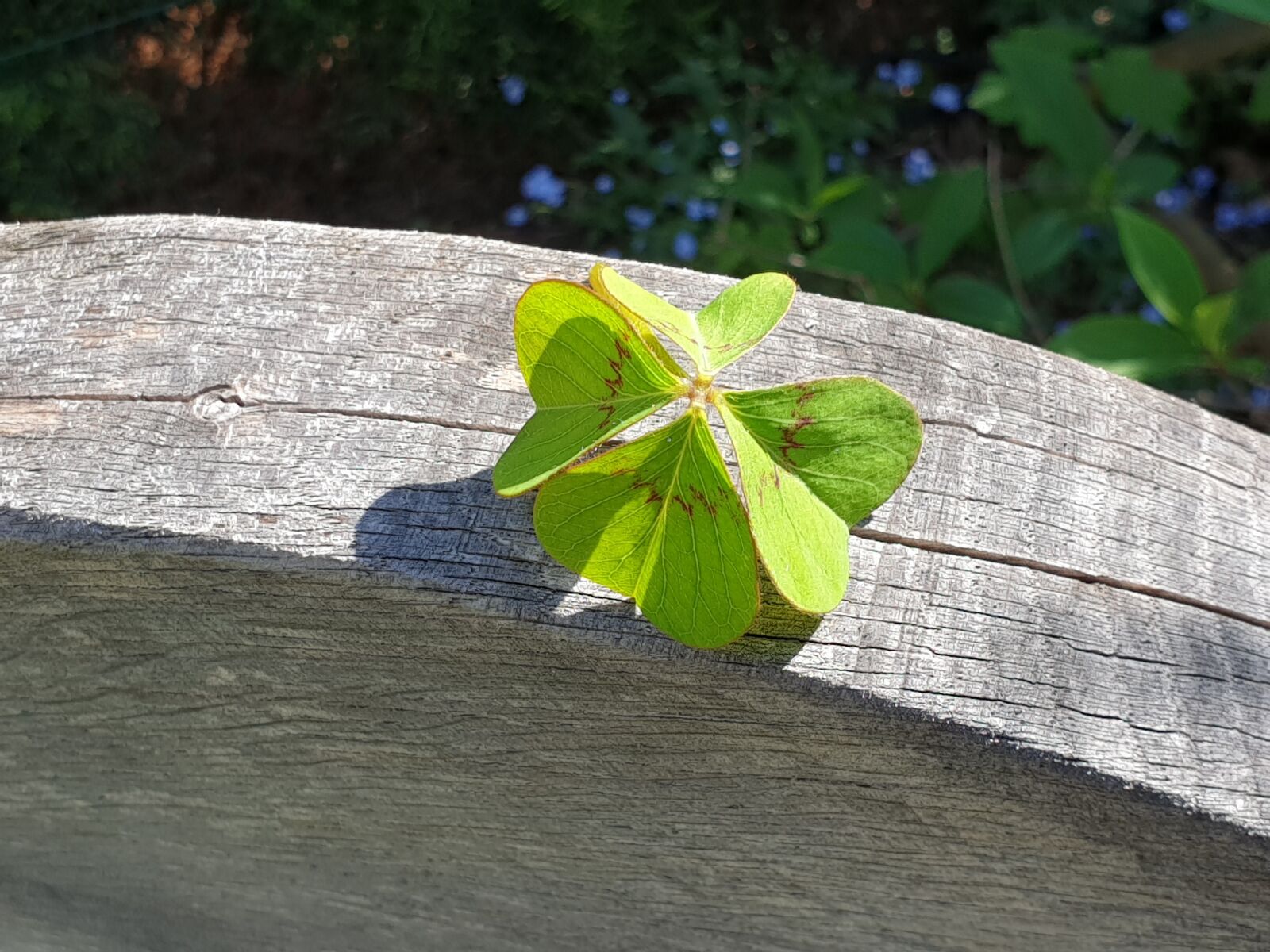 Samsung Galaxy S9+ sample photo. Four leaf clover, green photography