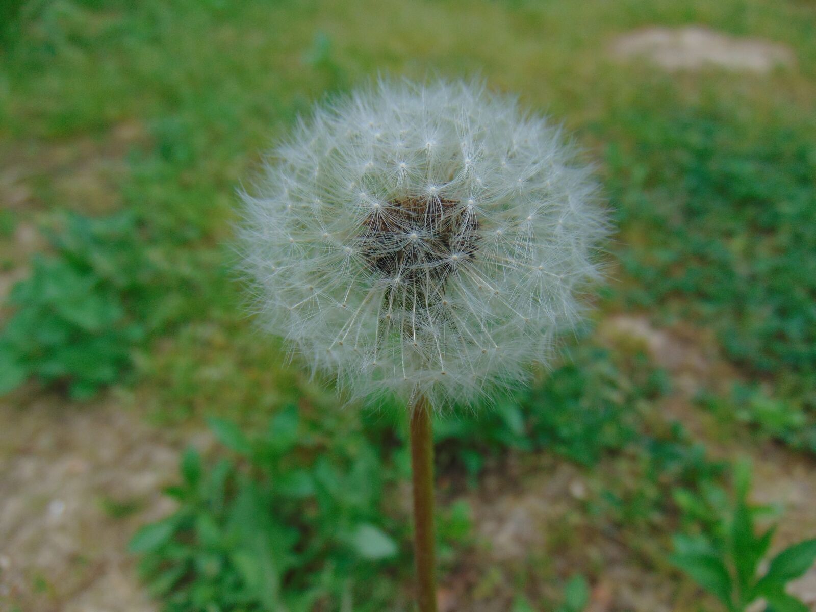 Sony Cyber-shot DSC-H300 sample photo. Dandelion, nature, plant photography