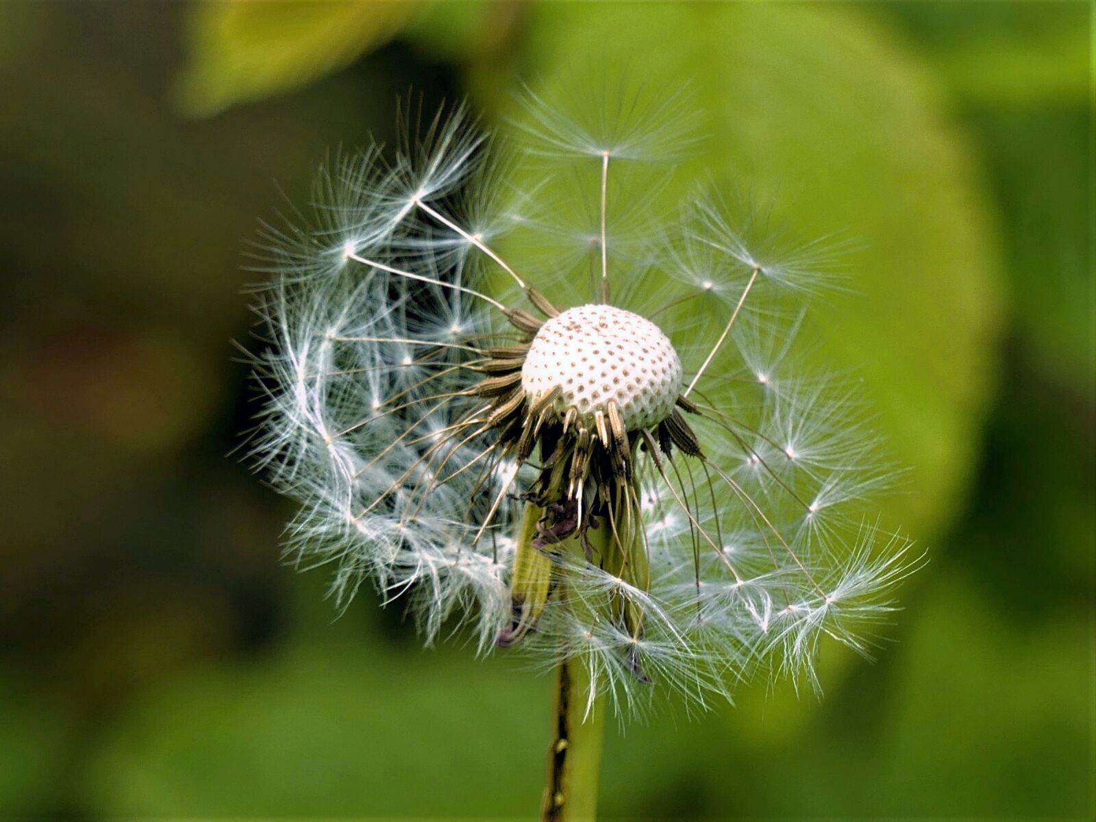 Panasonic Lumix DMC-FZ300 sample photo. Dandelion, nature, close up photography