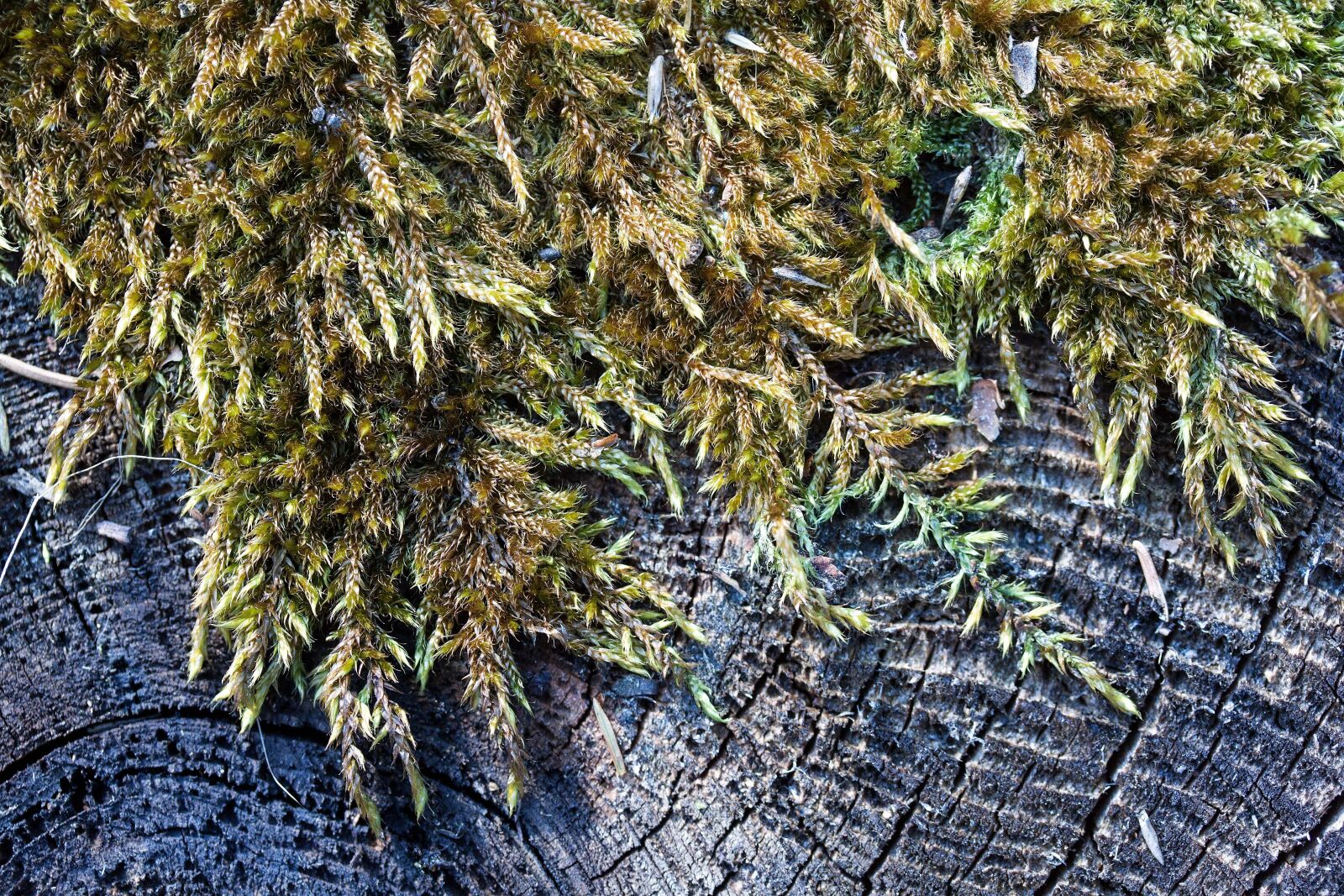 Canon EOS 50D sample photo. Tree, tree stump, like photography
