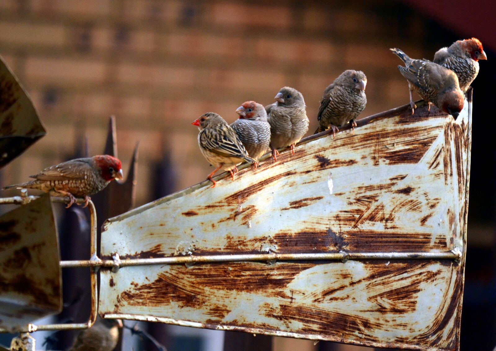 Nikon D3100 sample photo. Resting, windmill, birds photography
