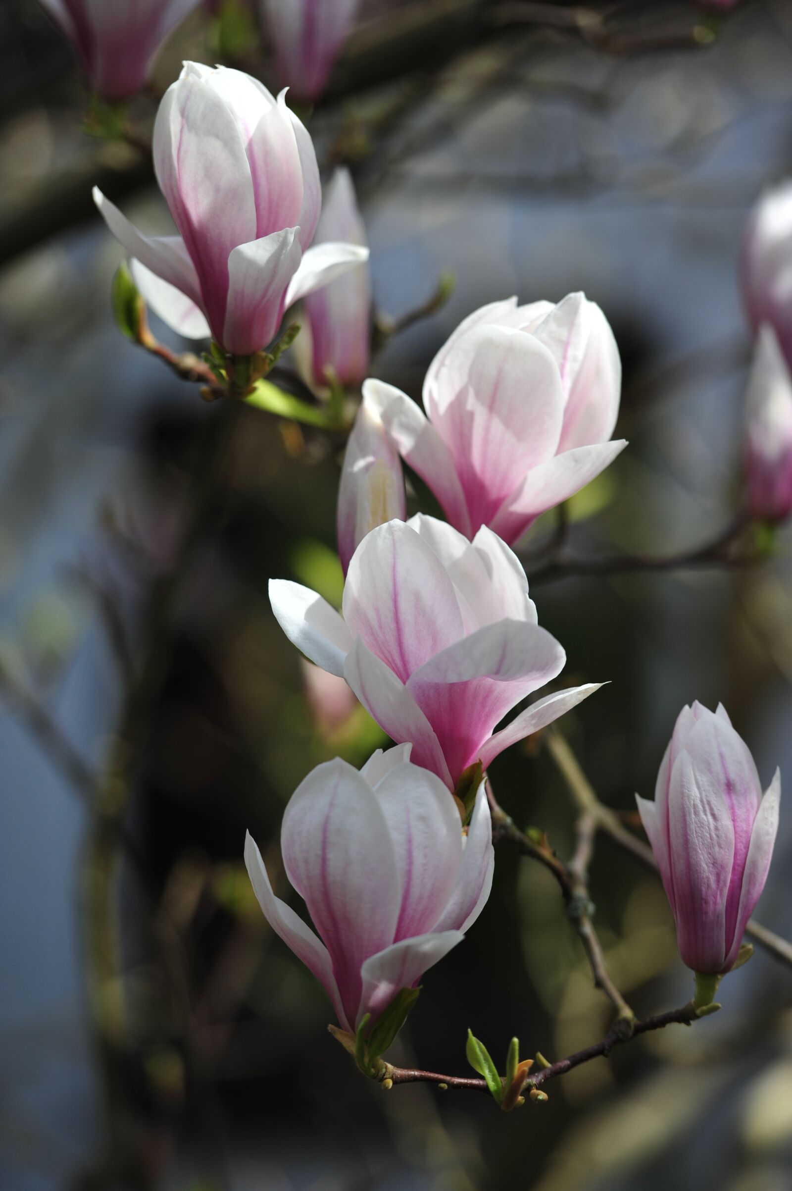 Nikon D700 sample photo. Magnolia, spring, pink photography
