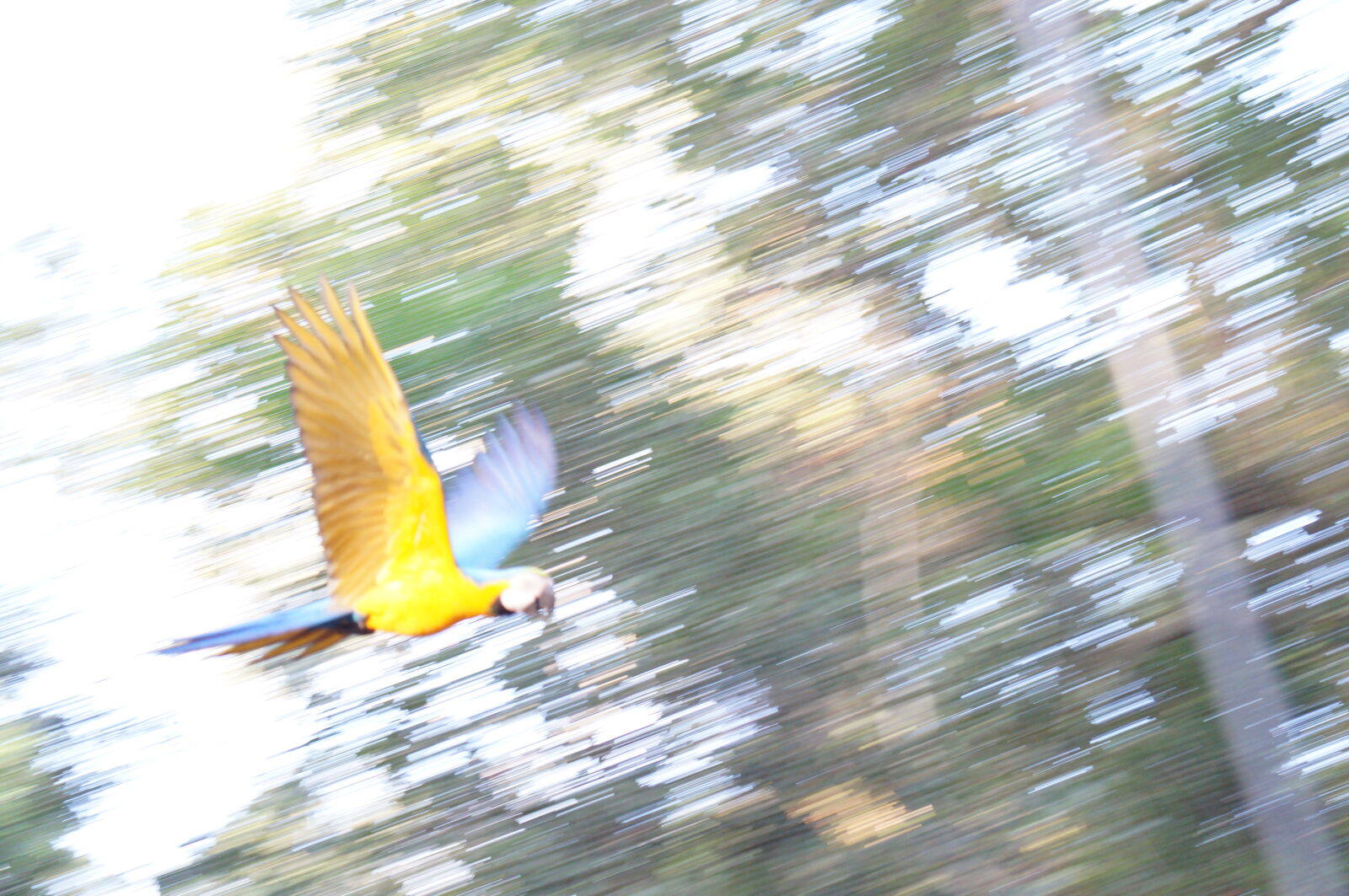 Sony E 55-210mm F4.5-6.3 OSS sample photo. Bird, kite, parrot photography