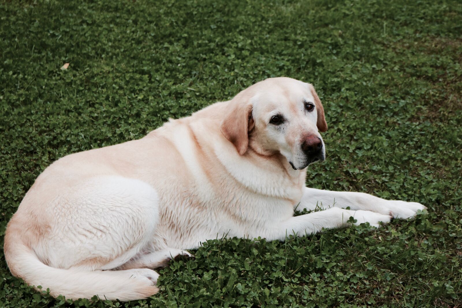 Canon EOS 750D (EOS Rebel T6i / EOS Kiss X8i) sample photo. Dog, pet, animal photography