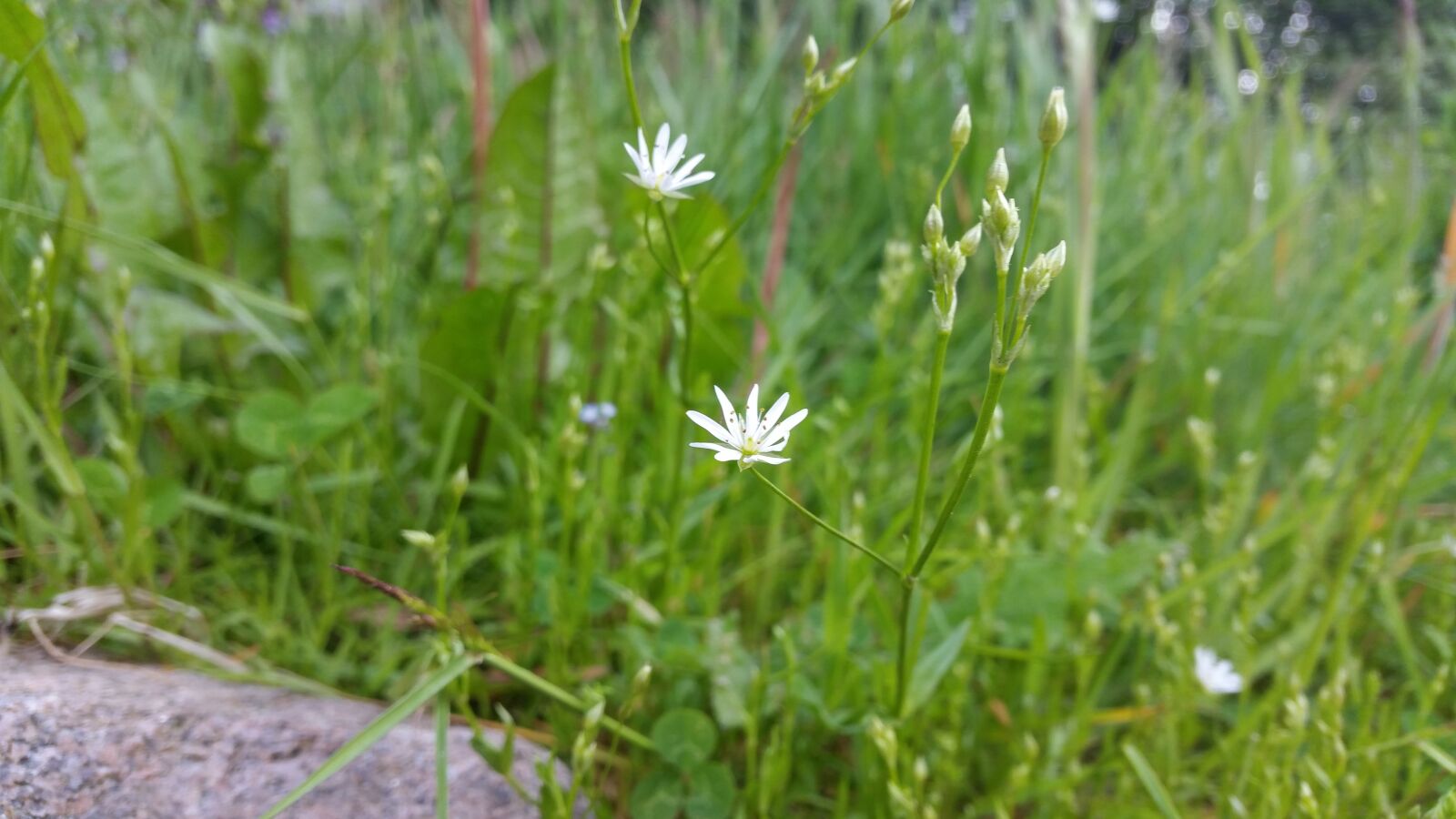 Samsung Galaxy S5 sample photo. Beautiful, flowers photography