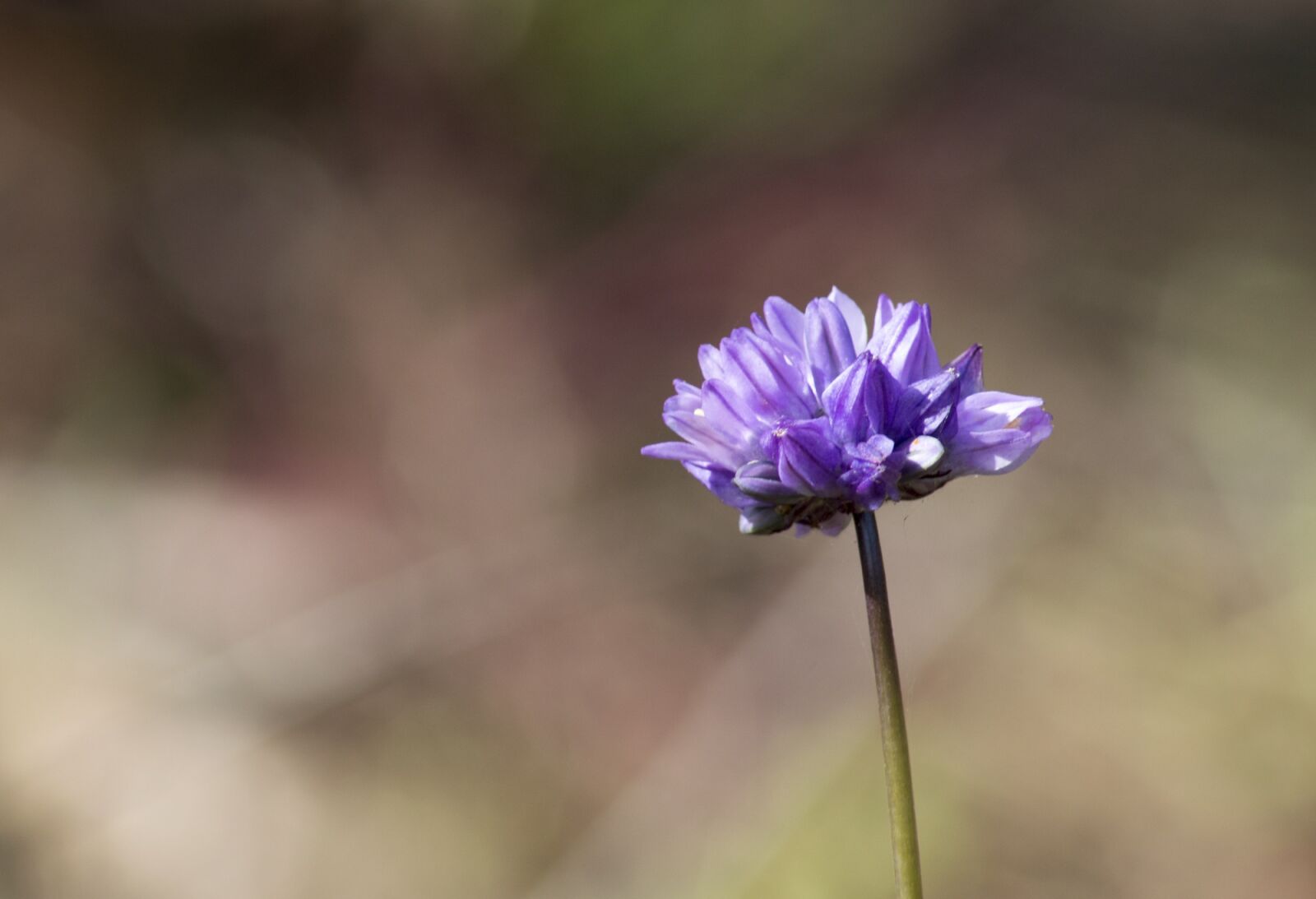 Nikon D3200 sample photo. Flower, flowers, nature photography