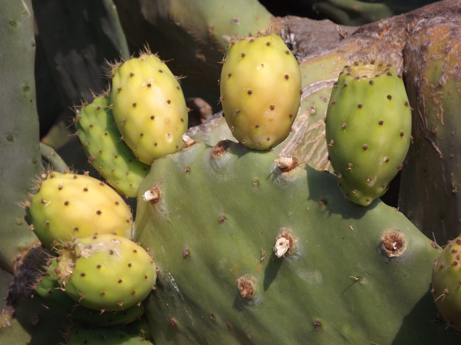 FujiFilm FinePix S4000 (FinePix S4050) sample photo. Prickly pear, cactus fruit photography