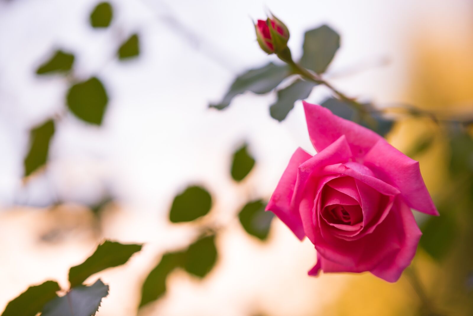 Nikon D610 sample photo. Roses, flowers, bloom photography