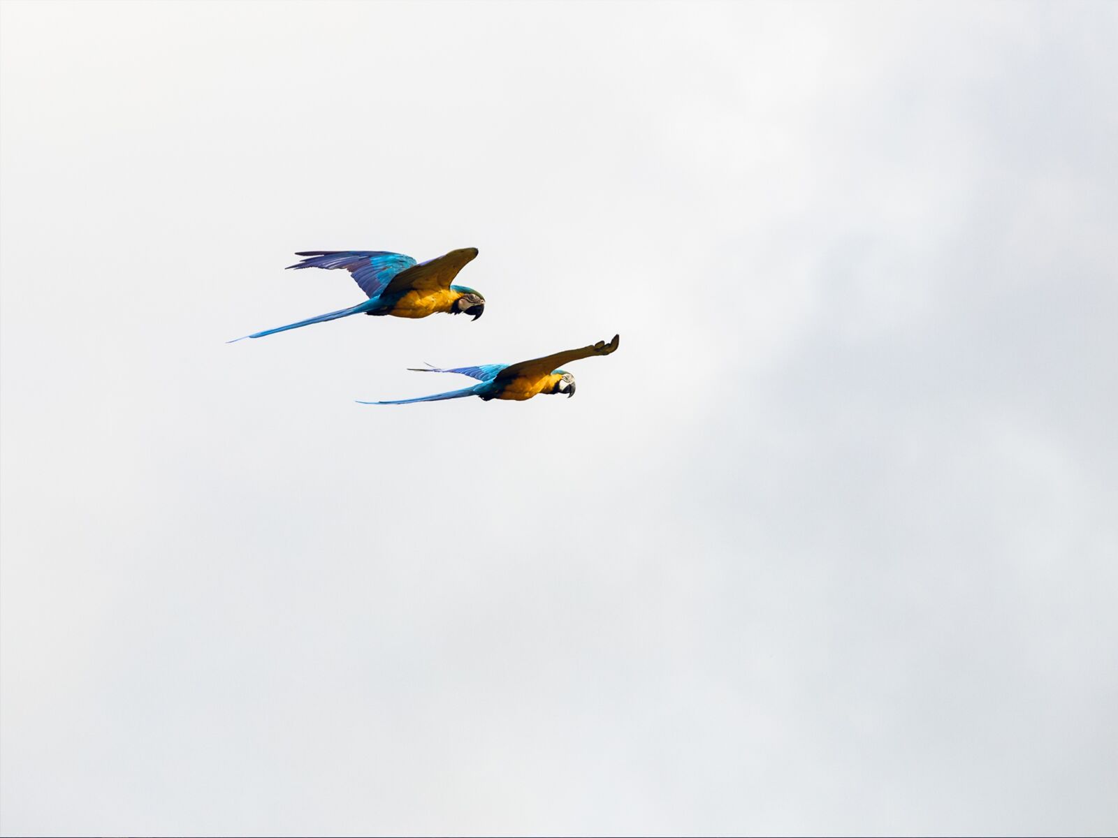 GoPro Hero5 Black sample photo. Arara canindé, birds, macaws photography