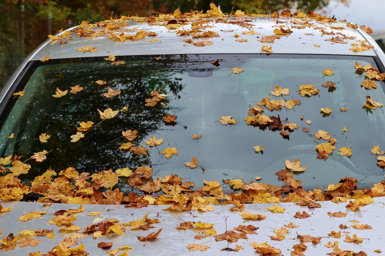 Canon EOS 200D (EOS Rebel SL2 / EOS Kiss X9) sample photo. Windshield, leaves, auto photography