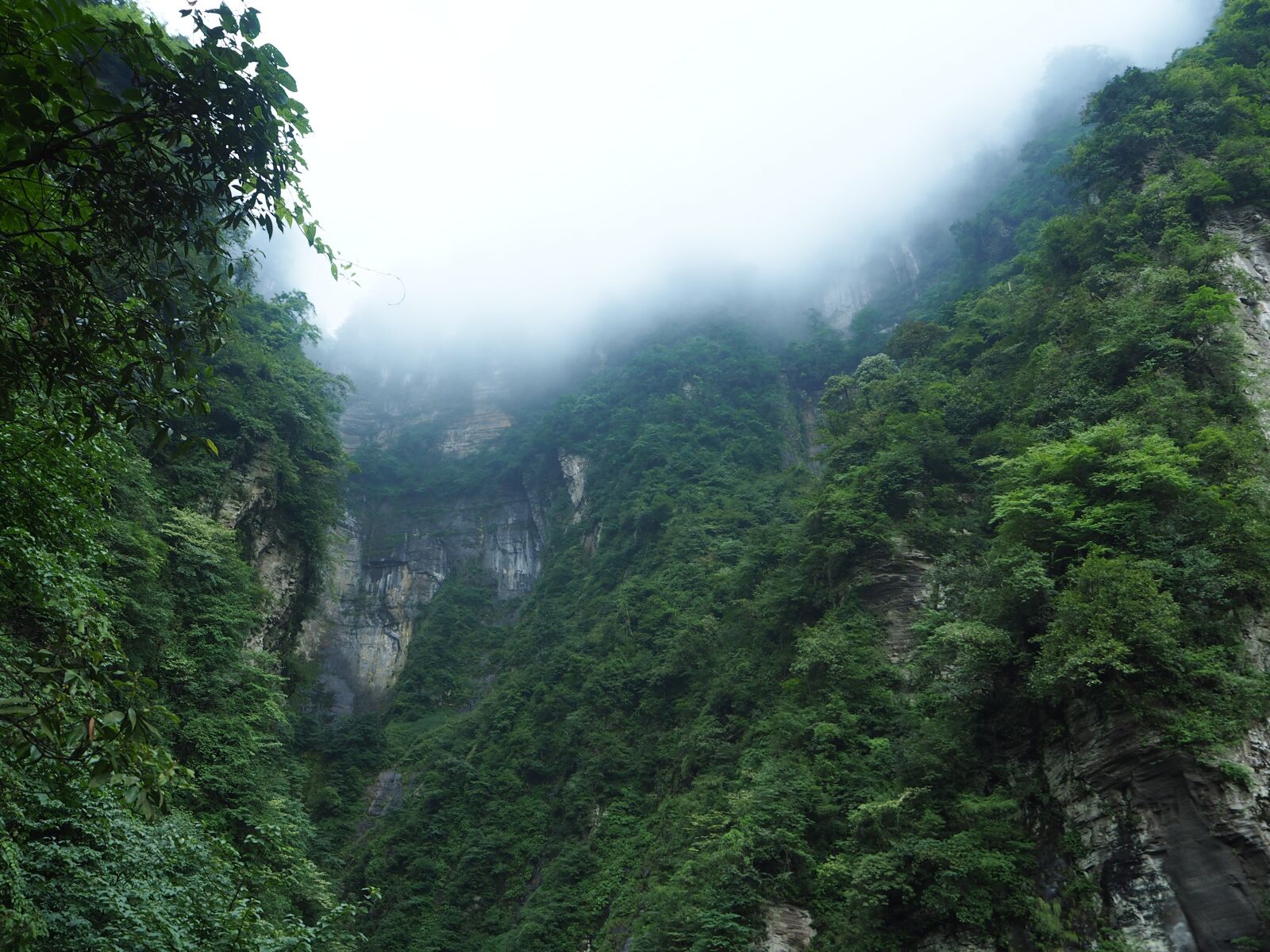 Olympus OM-D E-M10 sample photo. Emeishan, green, the scenery photography