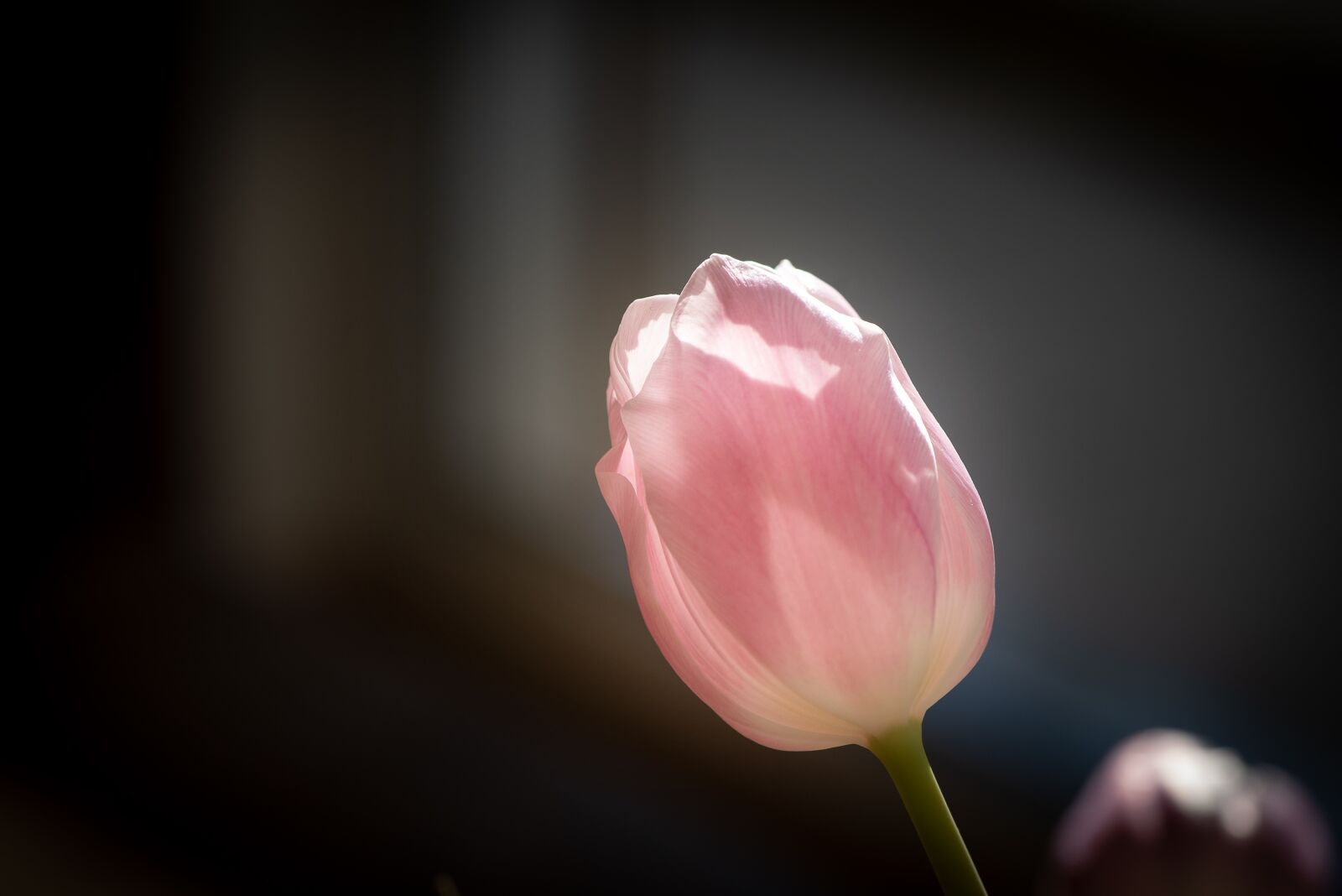 Nikon D750 sample photo. Flower, tulip, blossom photography