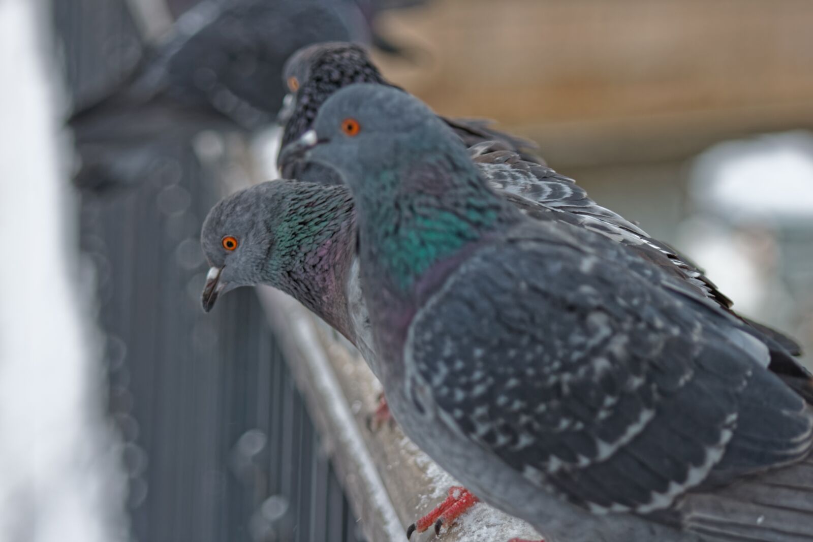 Canon EOS 500D (EOS Rebel T1i / EOS Kiss X3) sample photo. Dove, bird, ornithology photography