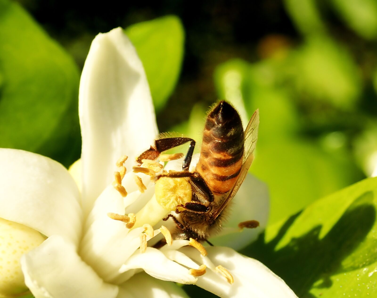 Olympus TG-5 sample photo. Bee, insect, pollen photography