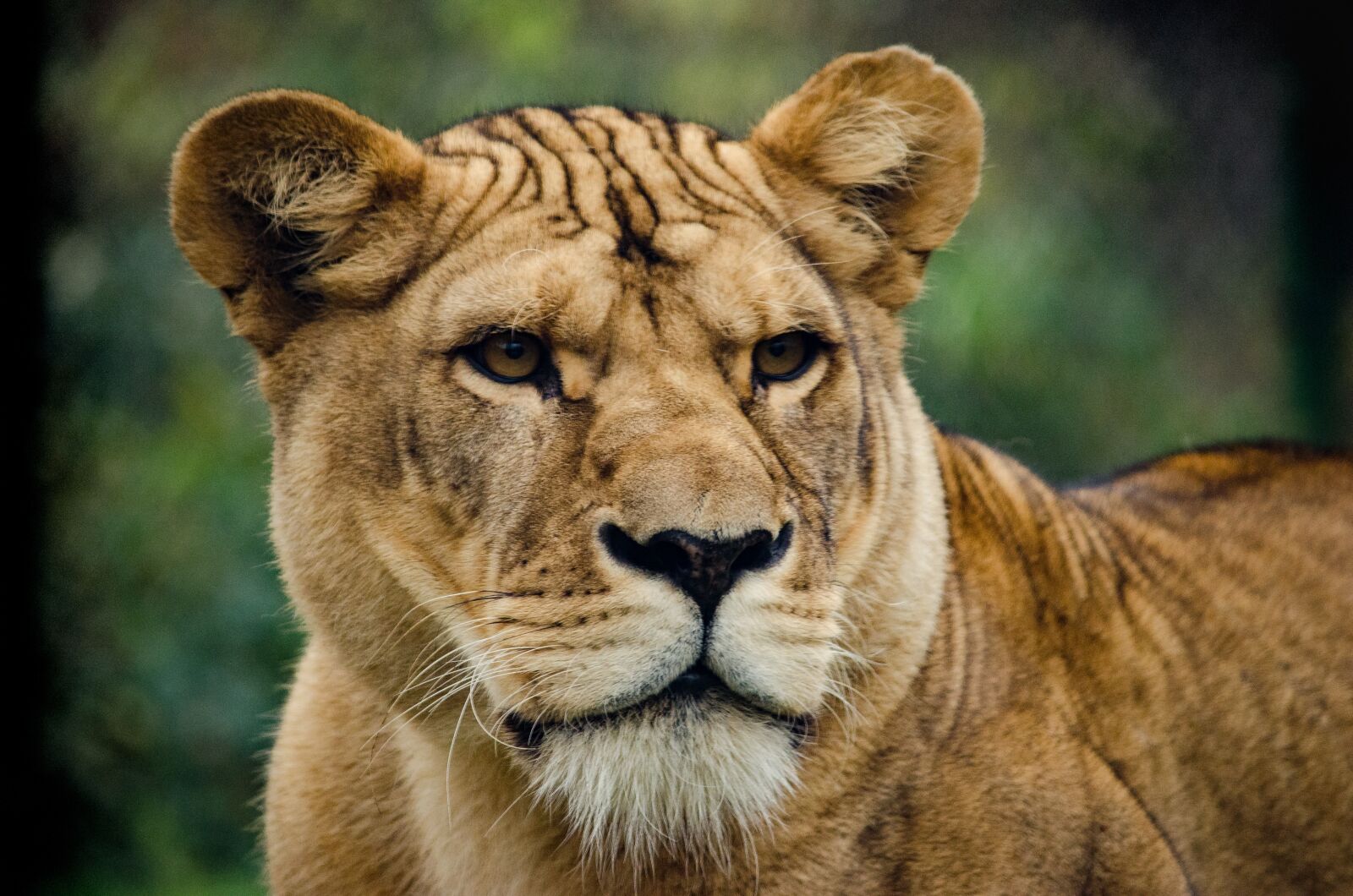Nikon D5100 sample photo. Lioness, cat, big cat photography