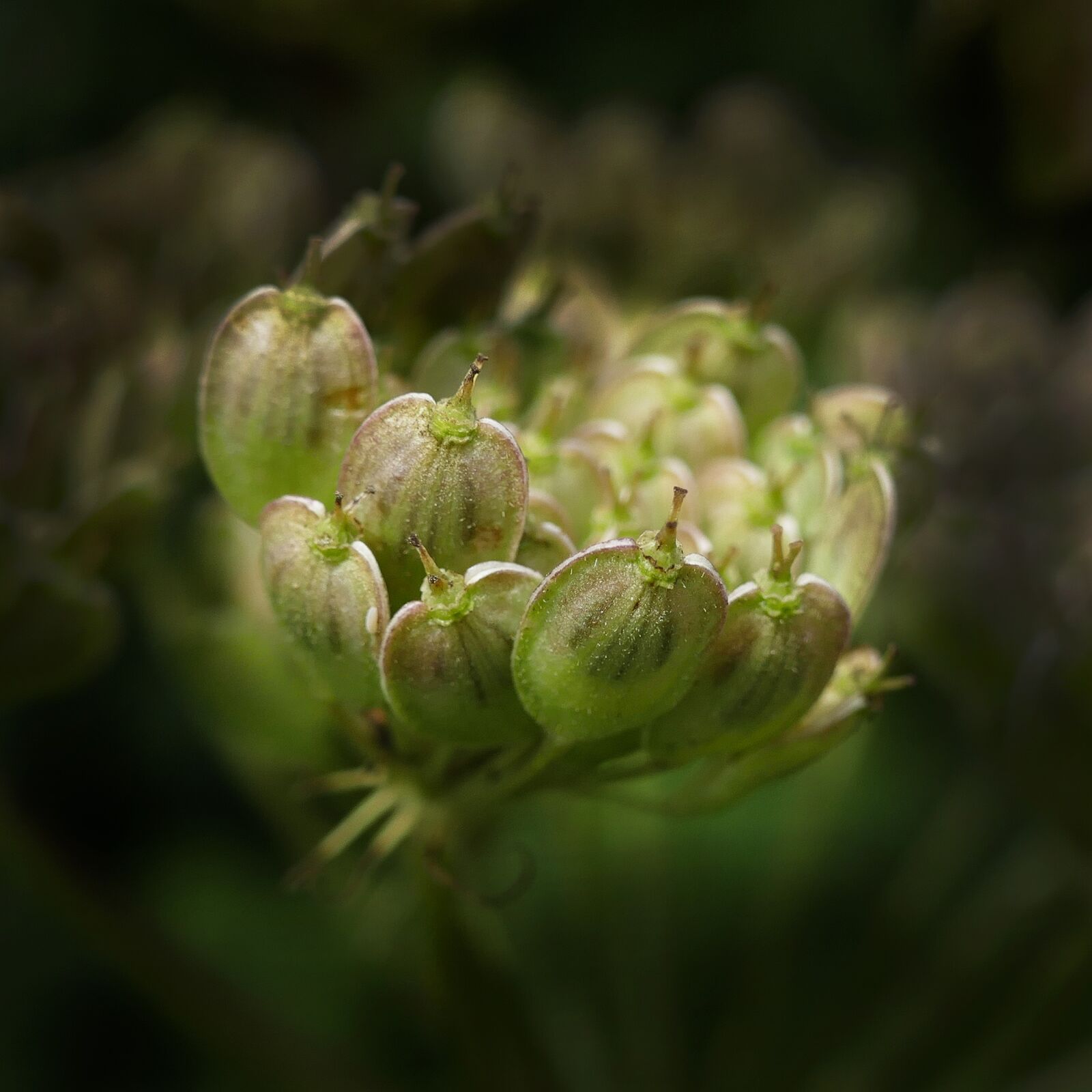 Panasonic Lumix DMC-FZ1000 sample photo. Anise, seeds, gap fruits photography