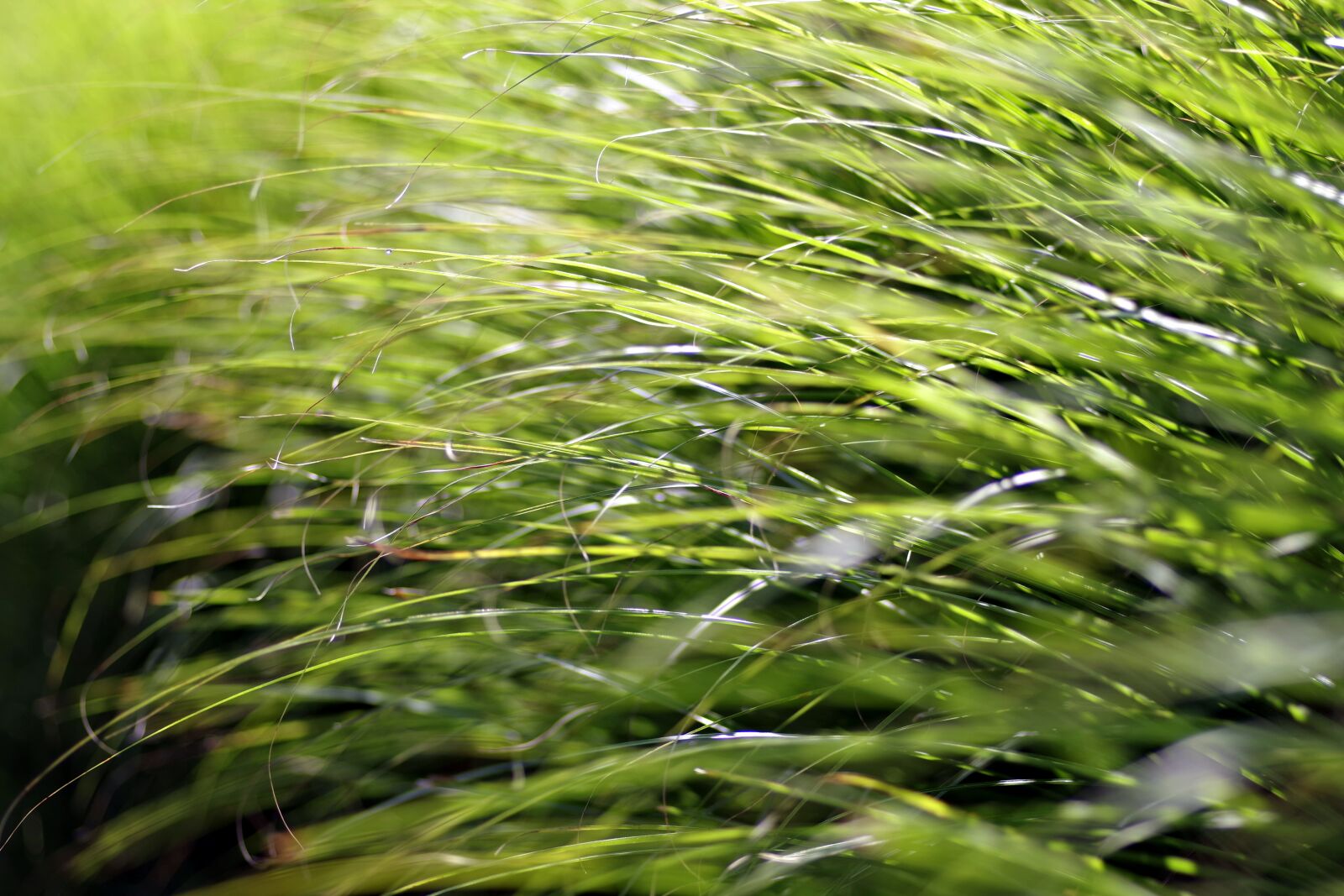 Pentax K-S2 sample photo. Grass, fancy, vegetation photography