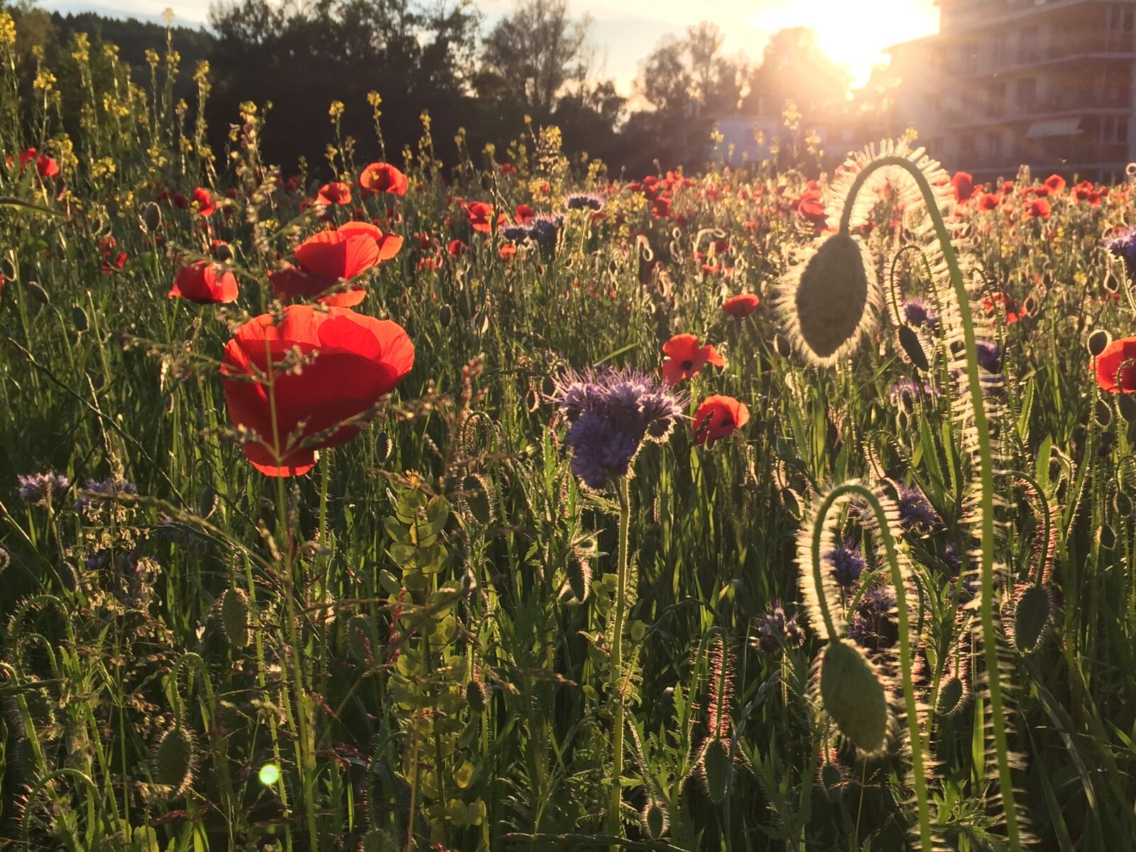 iPhone 6 Plus back camera 4.15mm f/2.2 sample photo. Waldegg, winterthur, seen photography