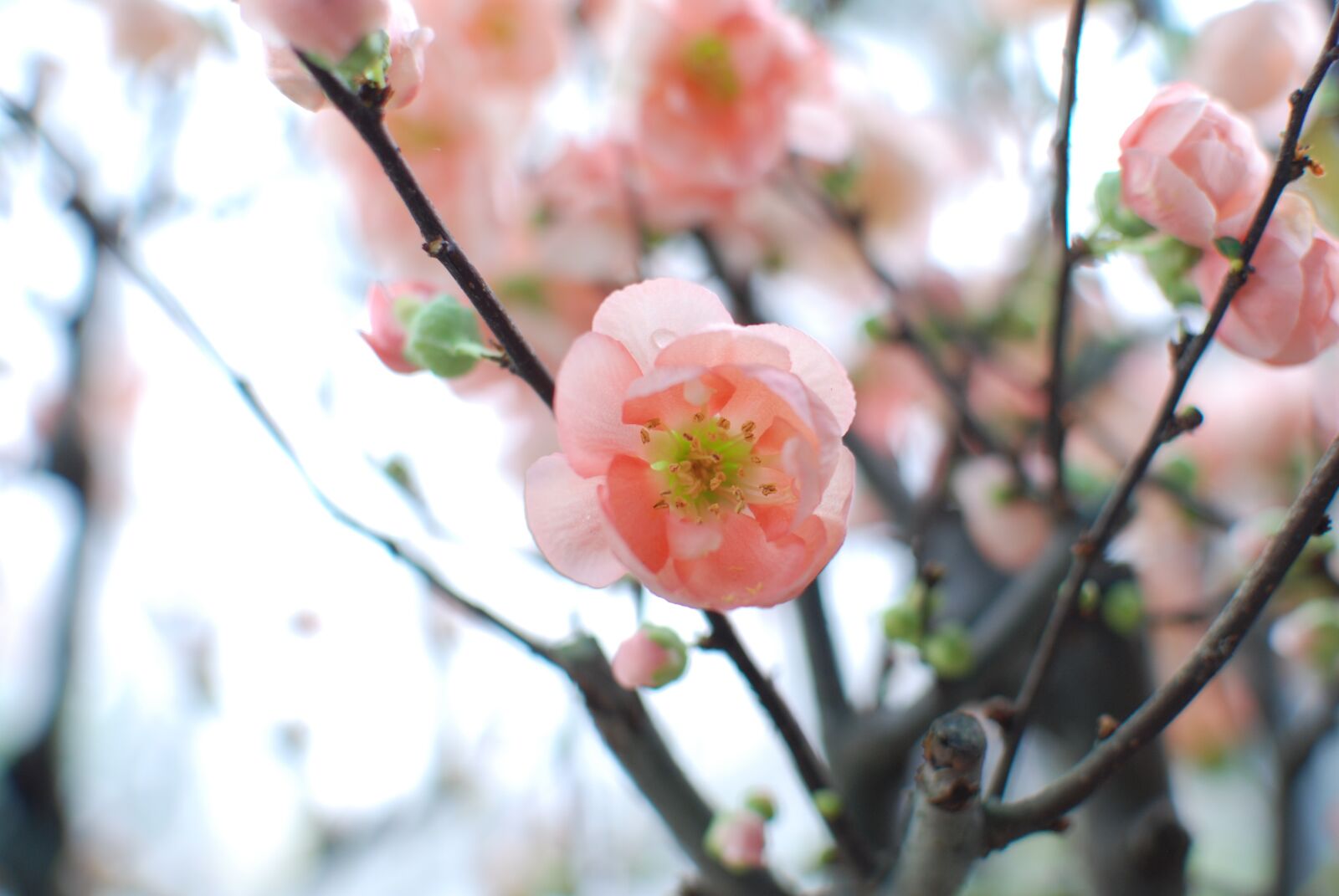Nikon D80 sample photo. Sakura, flowers, cherry blossom photography