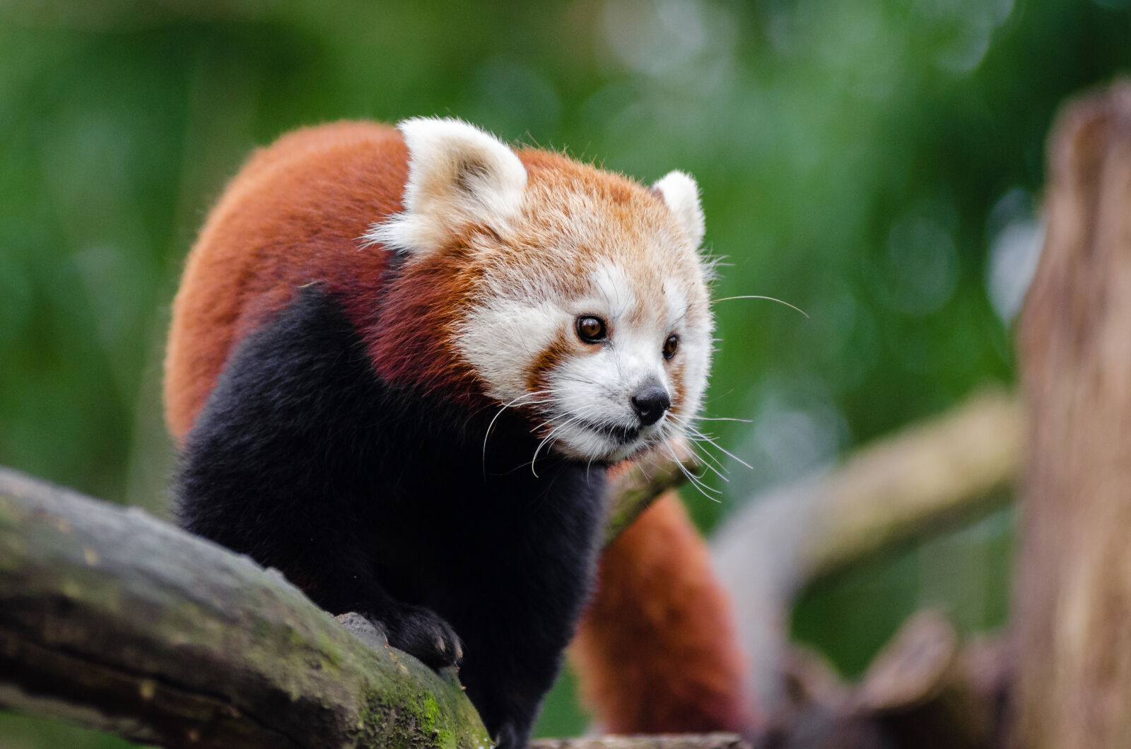 AF Zoom-Nikkor 80-200mm f/2.8 ED sample photo