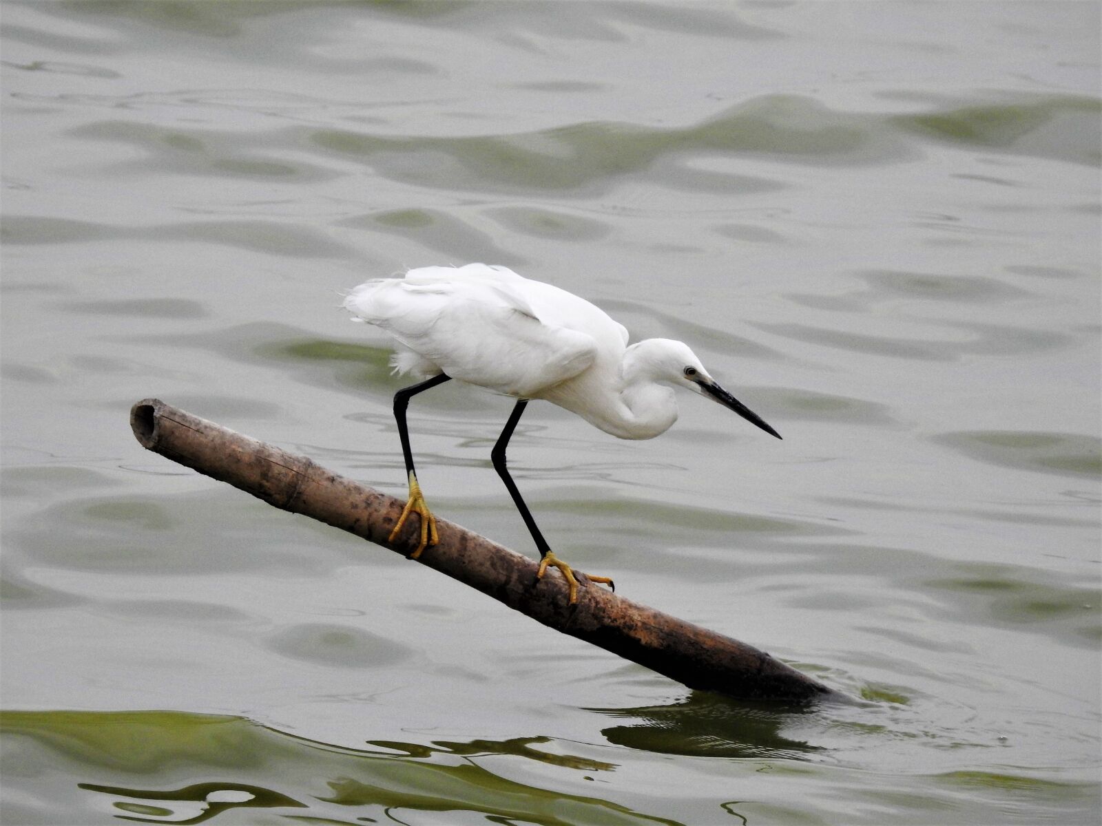 Nikon Coolpix P900 sample photo. Egret, crane, heron photography
