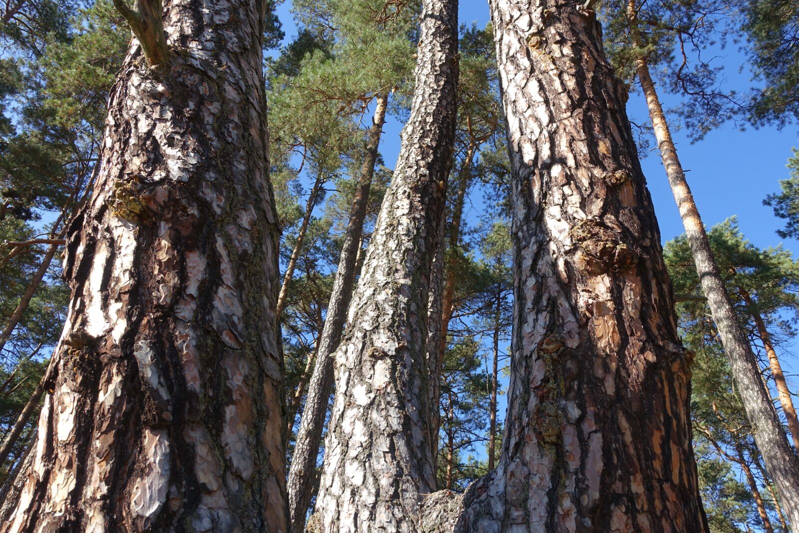 Sony Cyber-shot DSC-RX100 III sample photo. Tree, forest, the bark photography