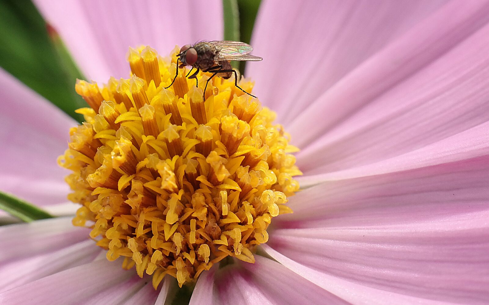 Samsung NX300M sample photo. Fly, blossom, bloom photography
